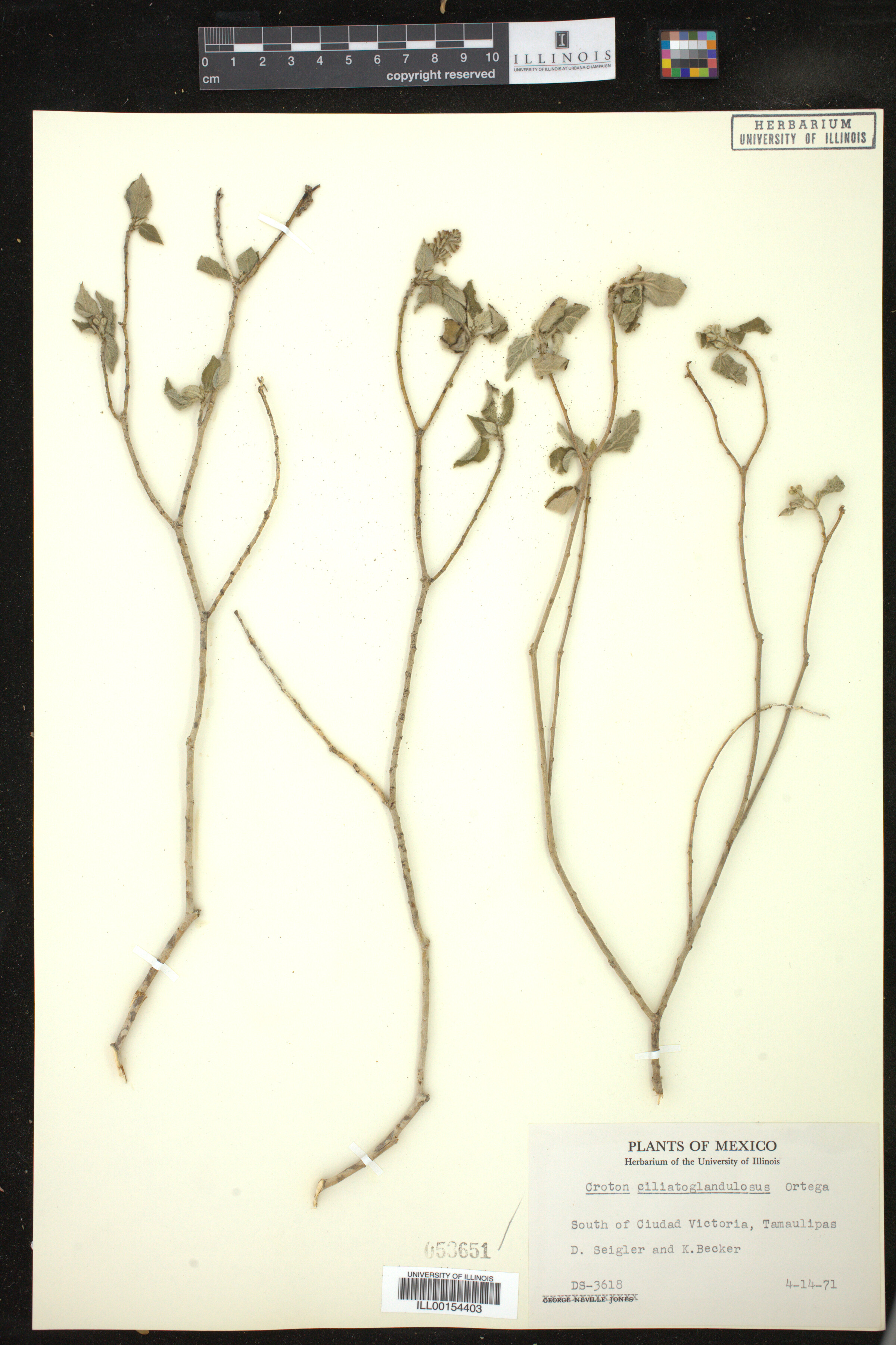 Croton ciliatoglandulifer image