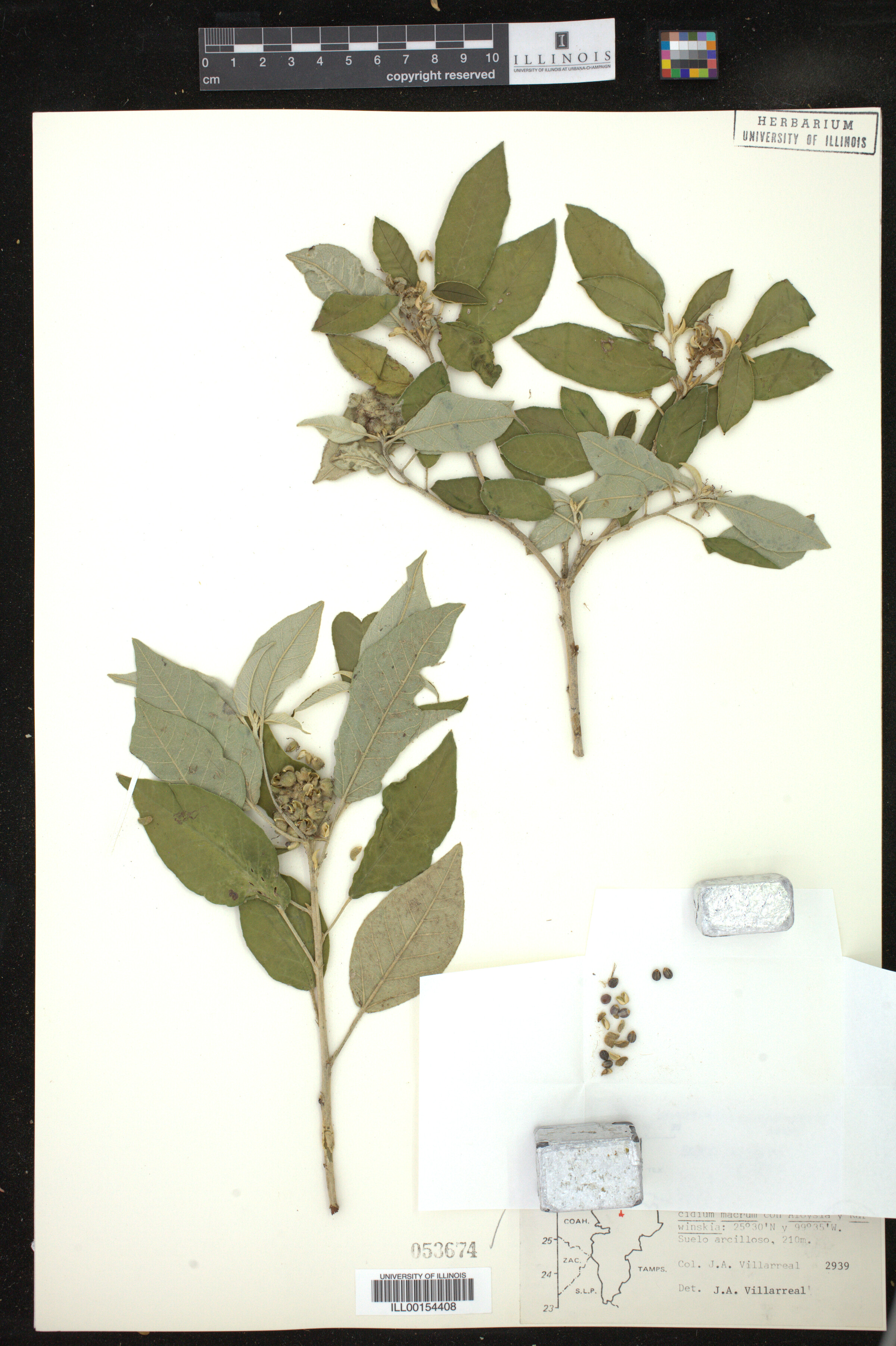 Croton cortesianus image