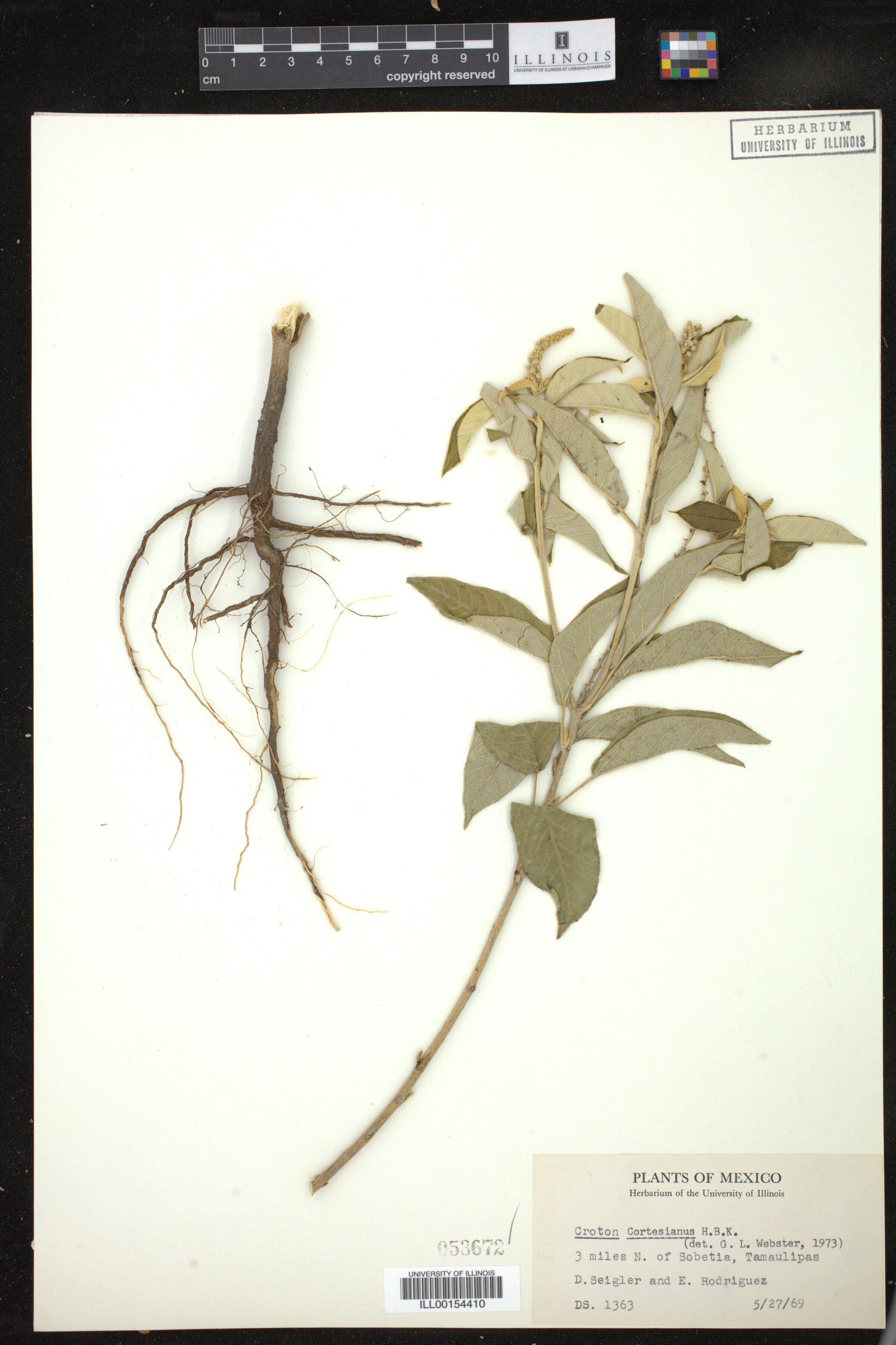 Croton cortesianus image