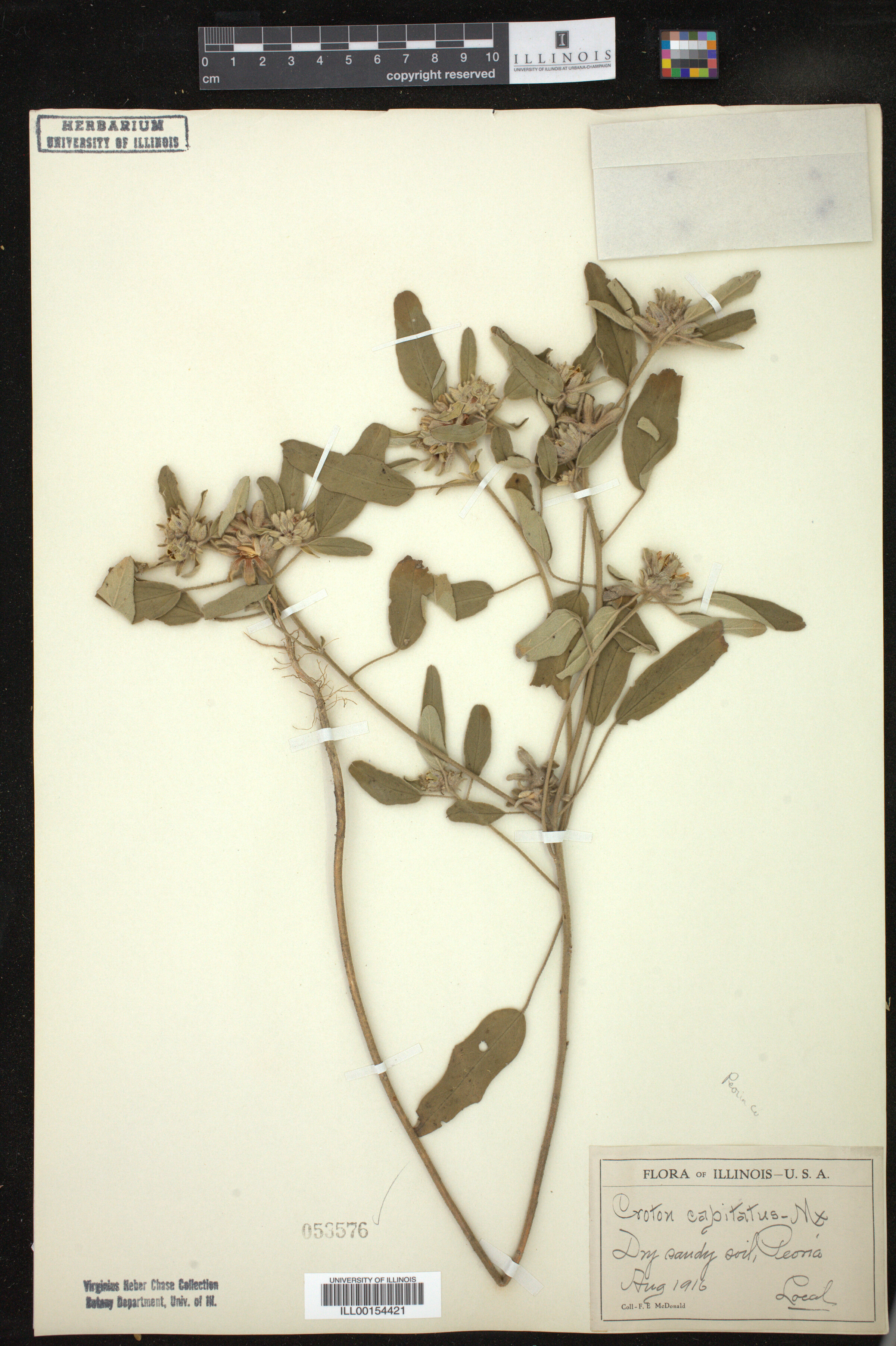 Croton capitatus image