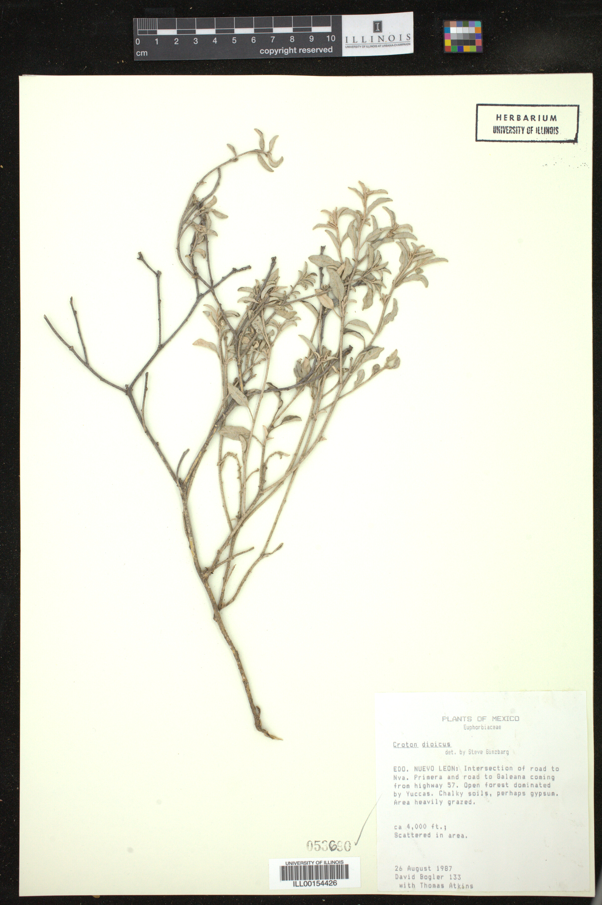 Croton dioicus image