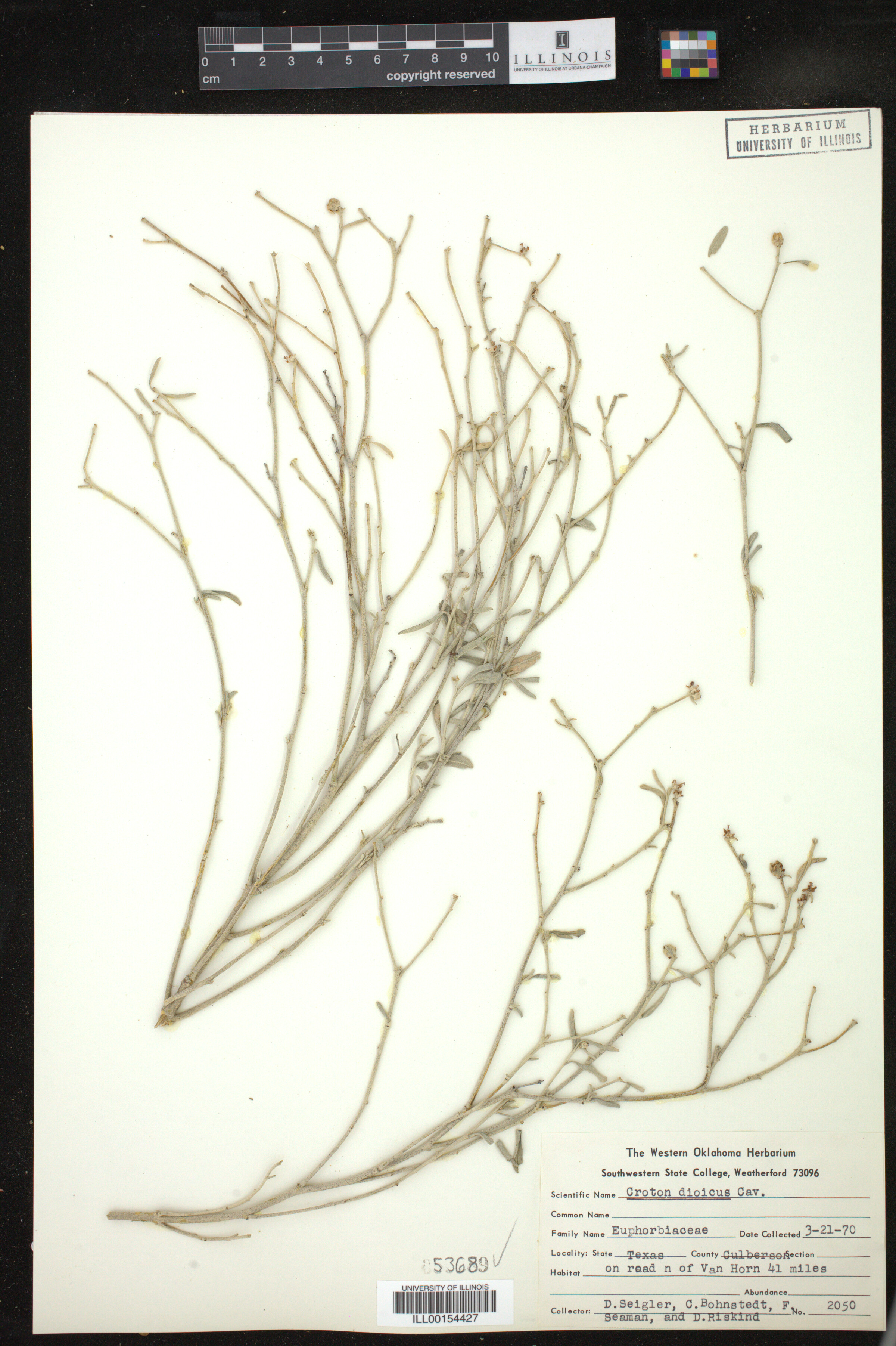 Croton dioicus image