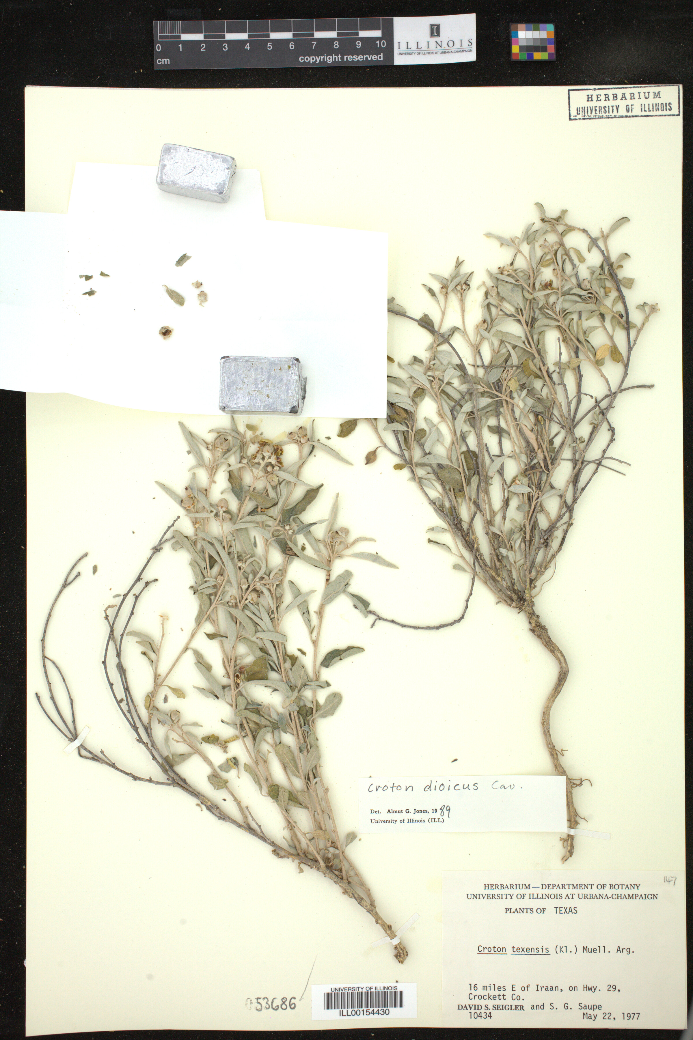 Croton dioicus image