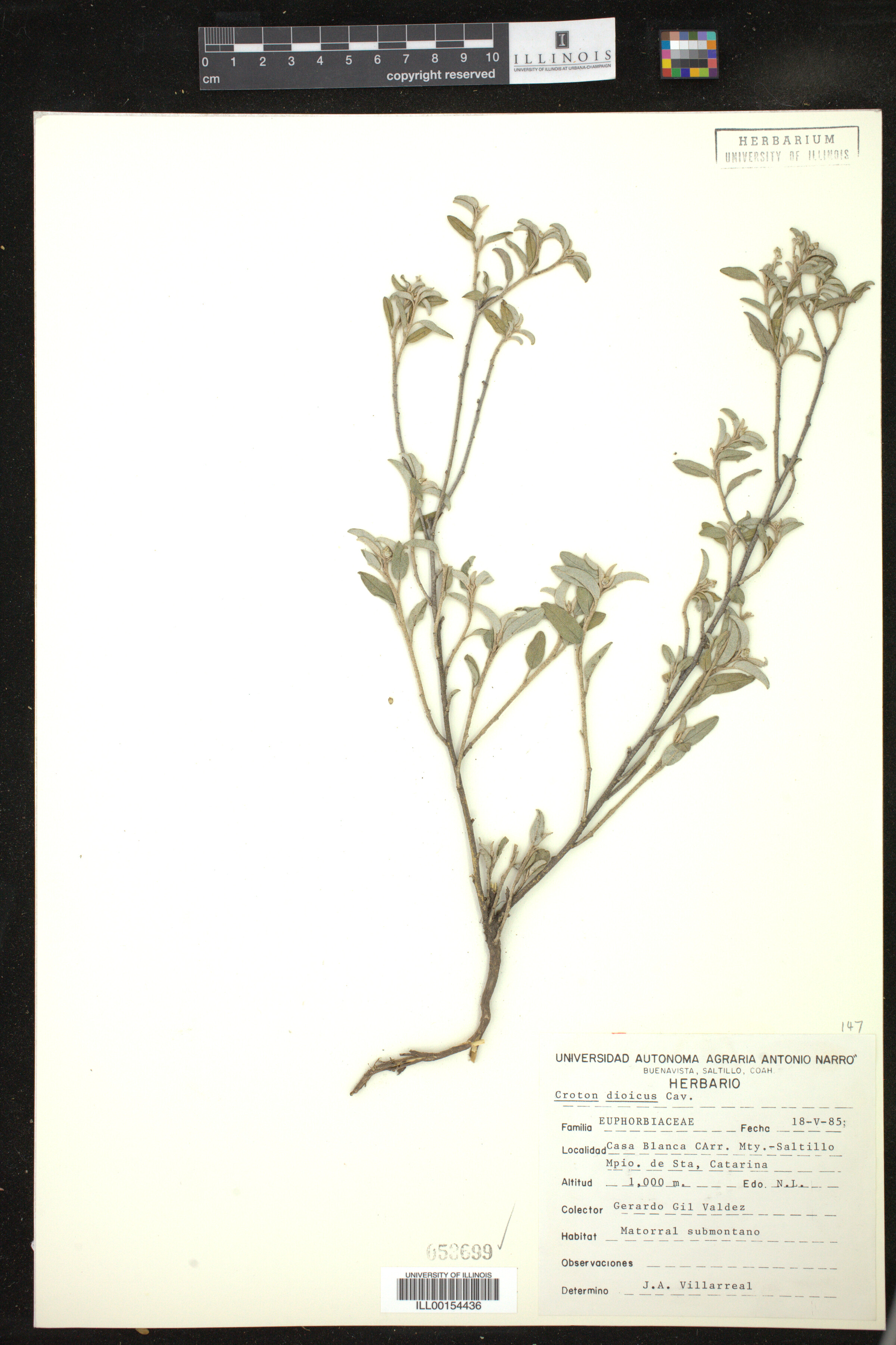 Croton dioicus image