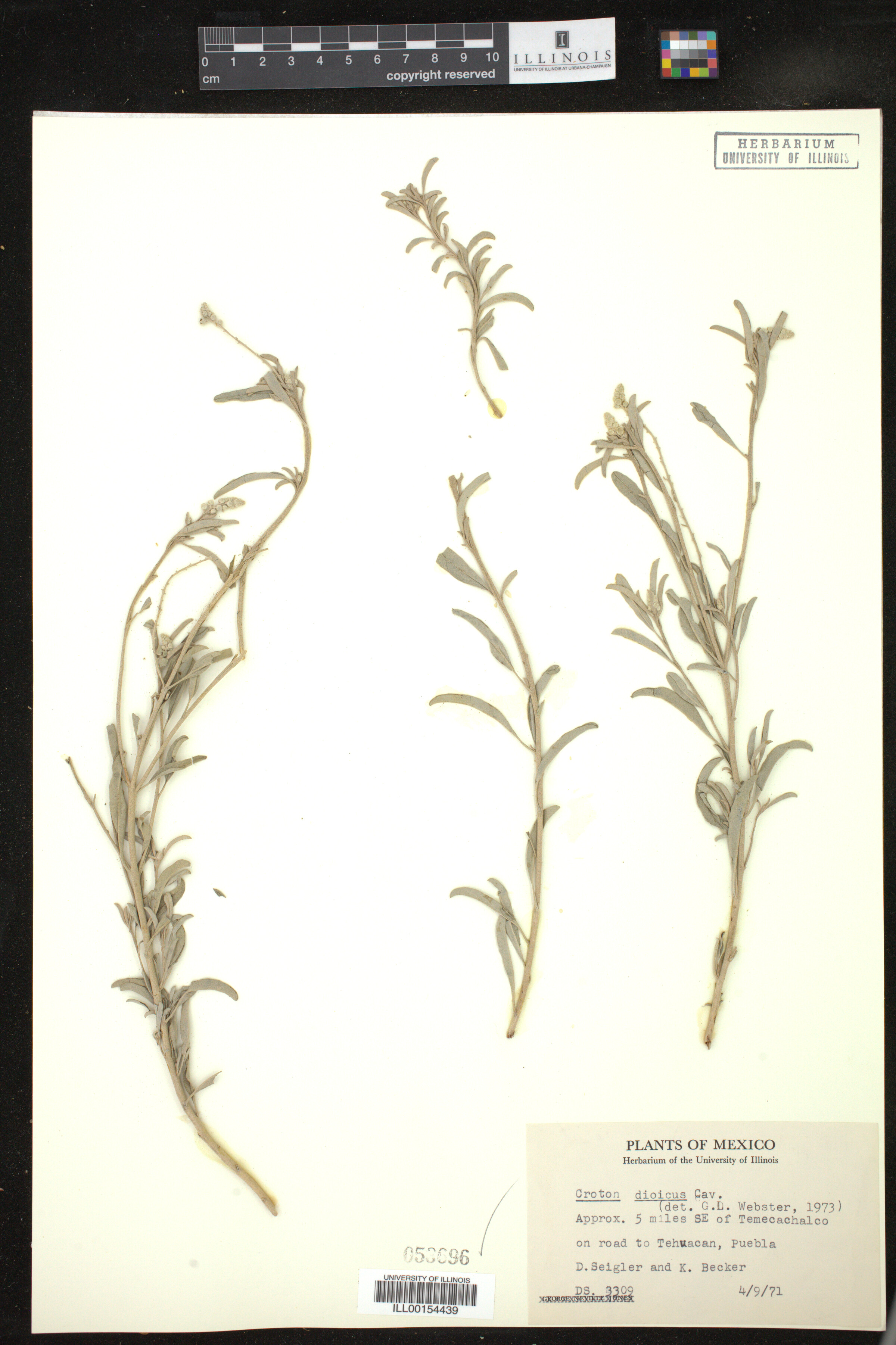 Croton dioicus image