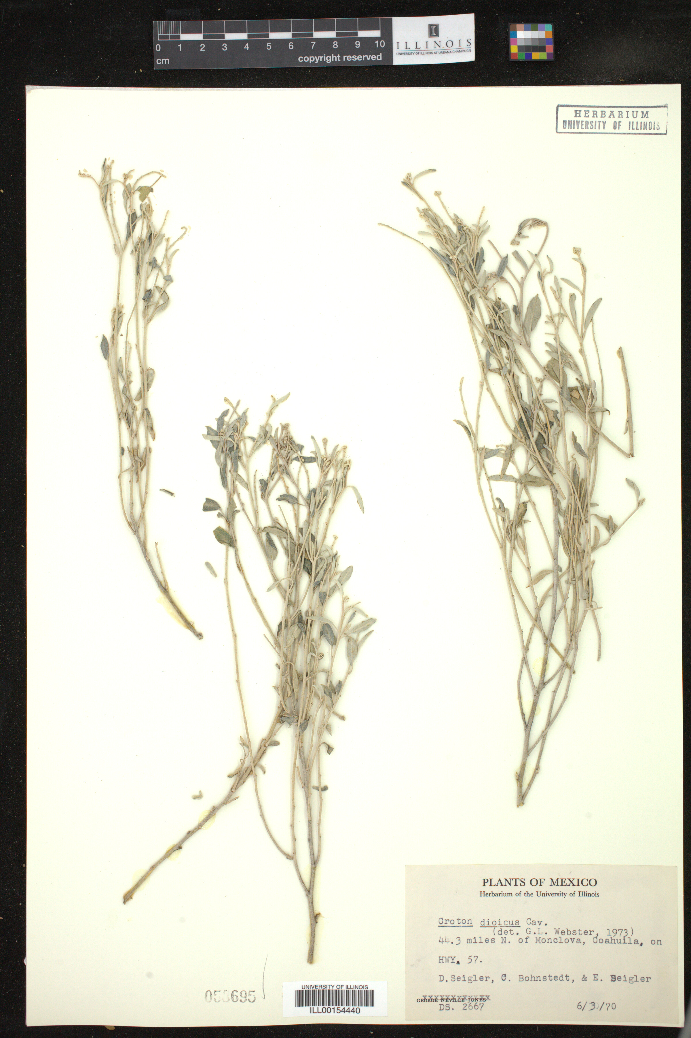 Croton dioicus image