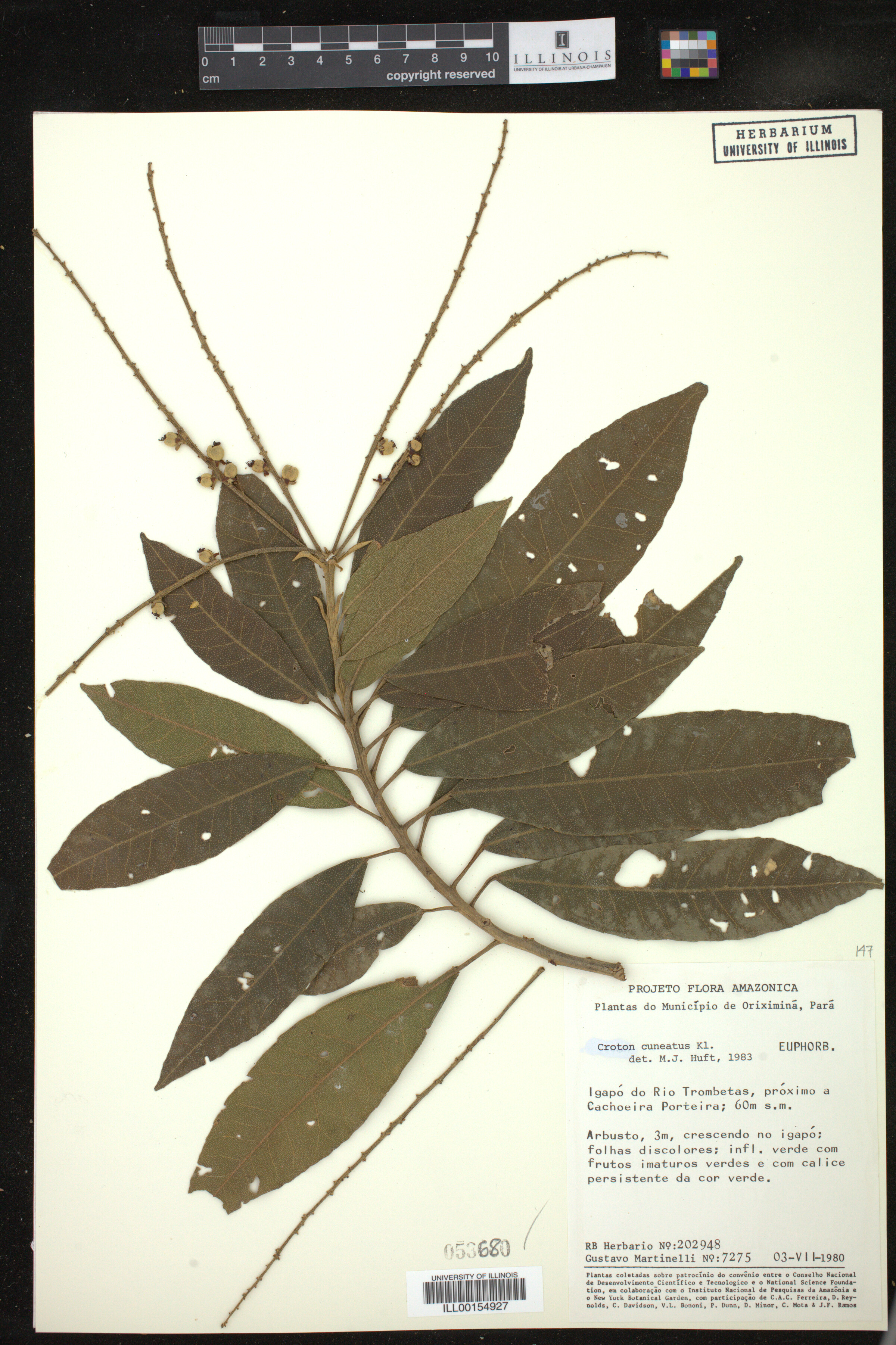 Croton cuneatus image