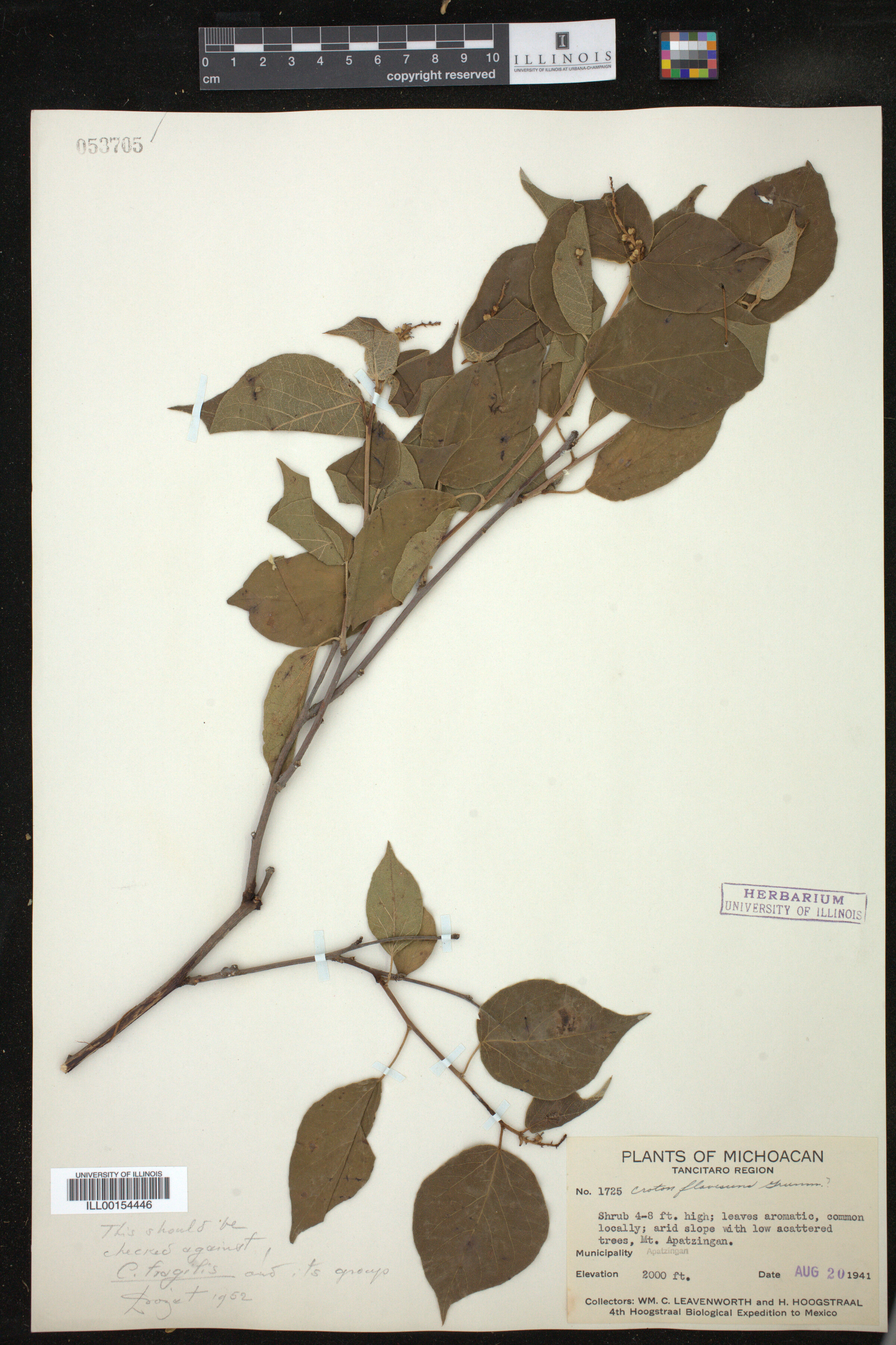 Croton flavescens image