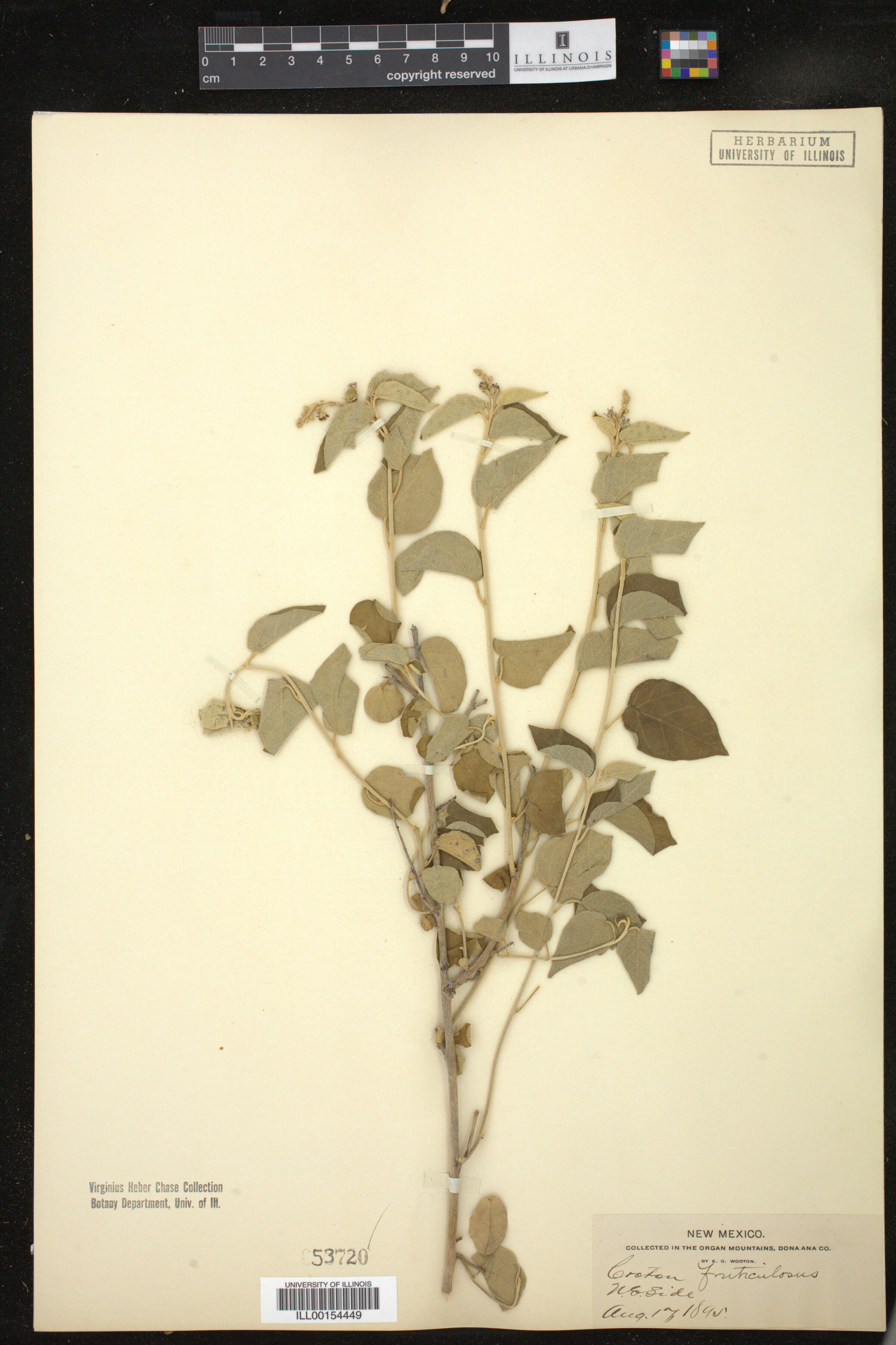 Croton fruticulosus image