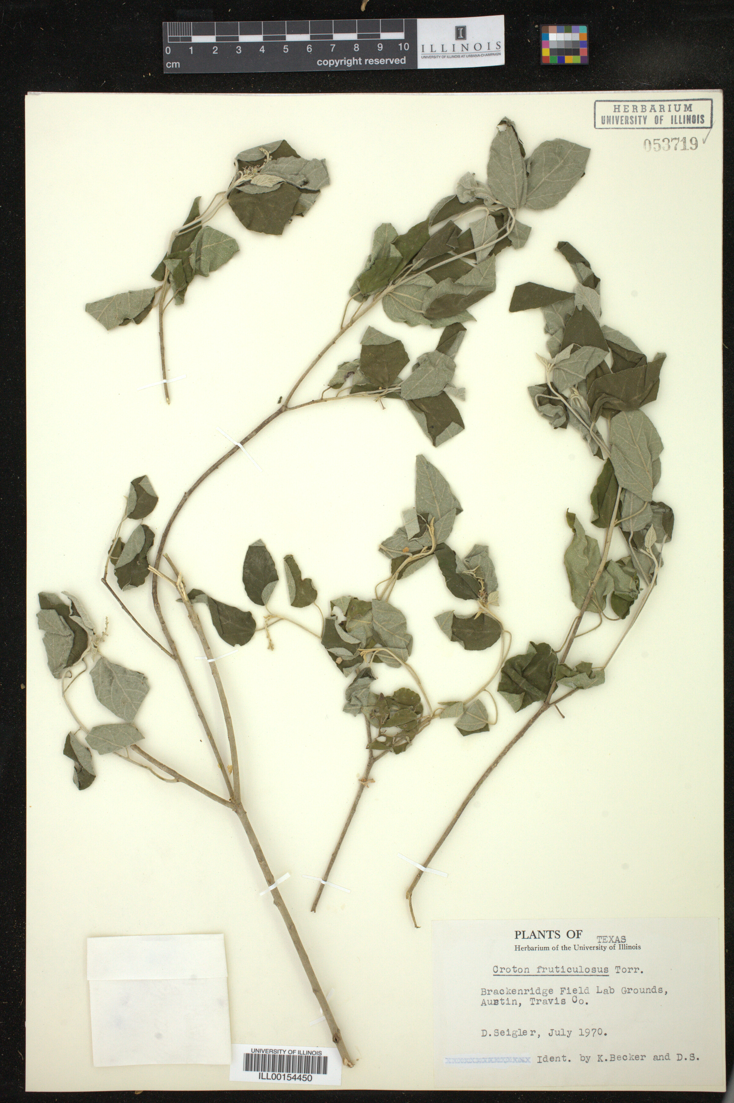 Croton fruticulosus image