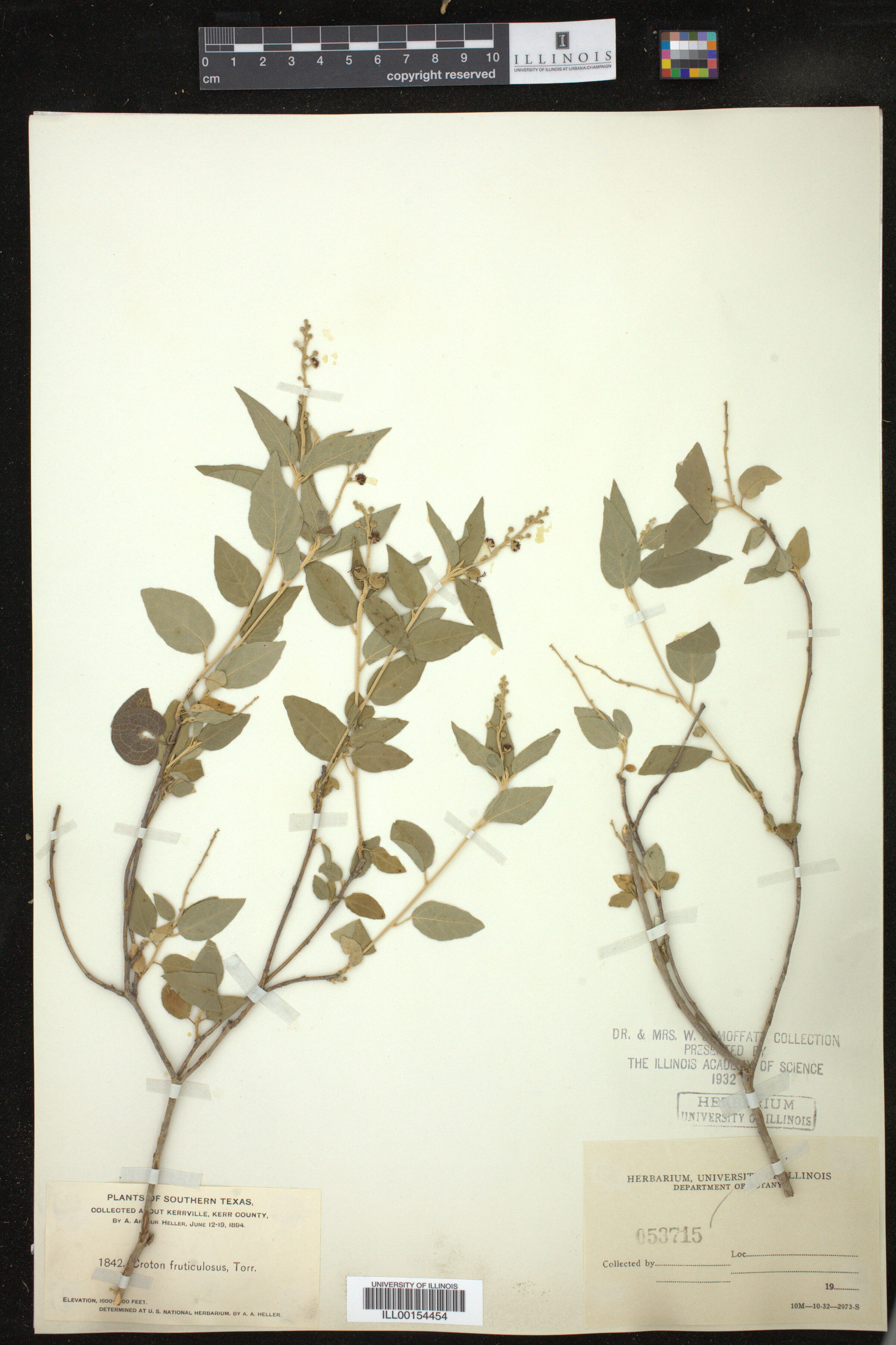 Croton fruticulosus image