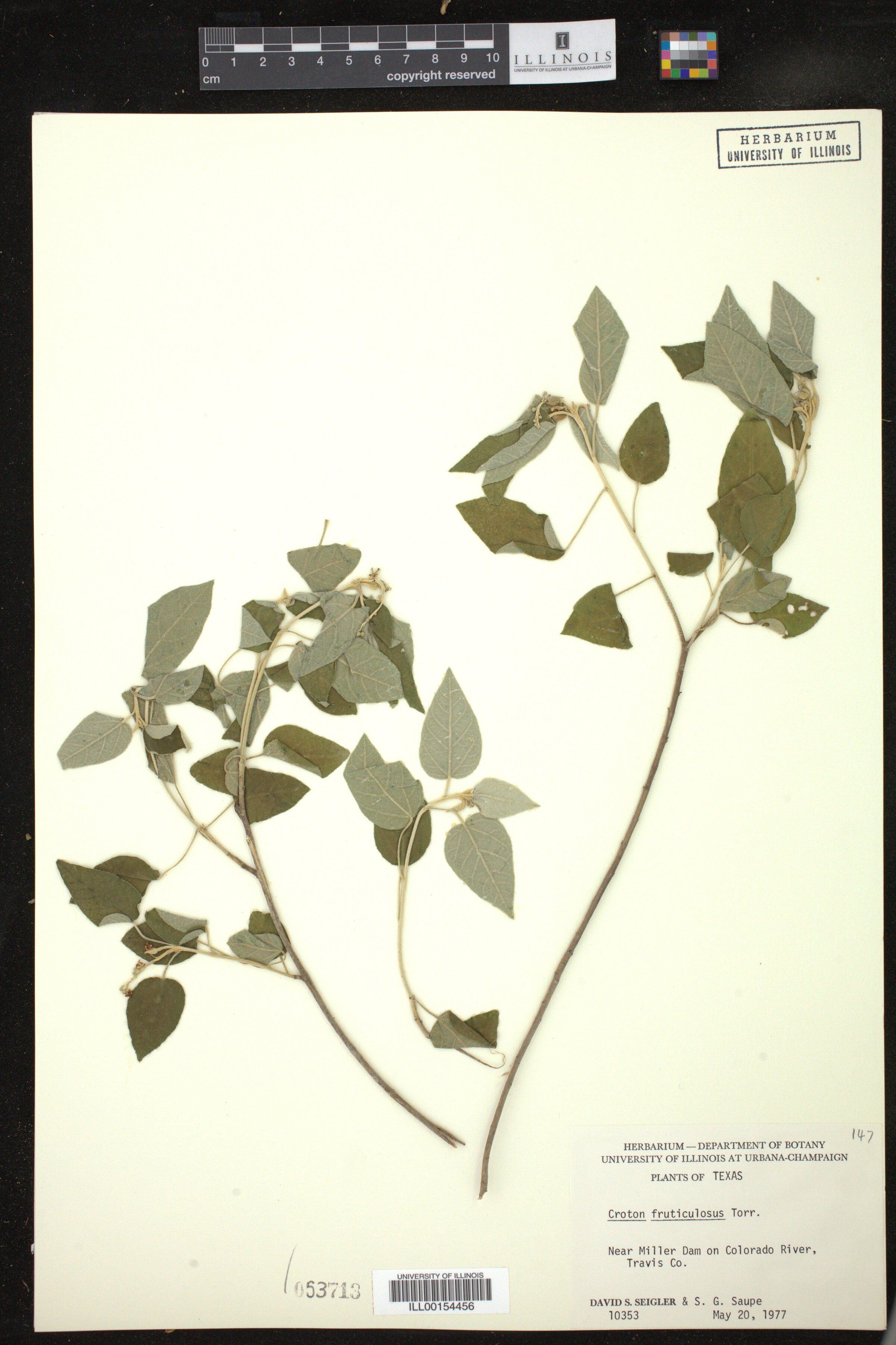 Croton fruticulosus image