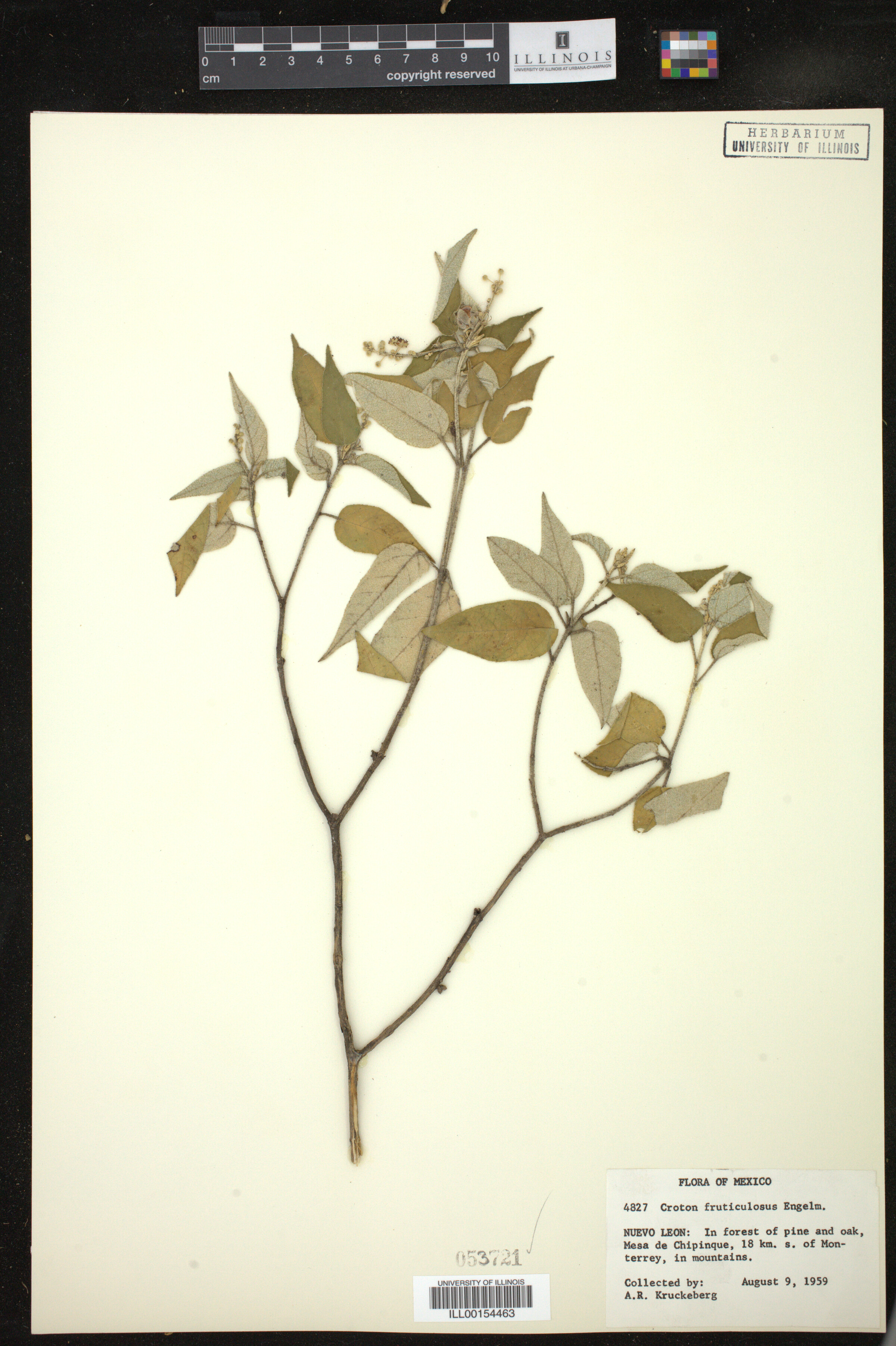 Croton fruticulosus image