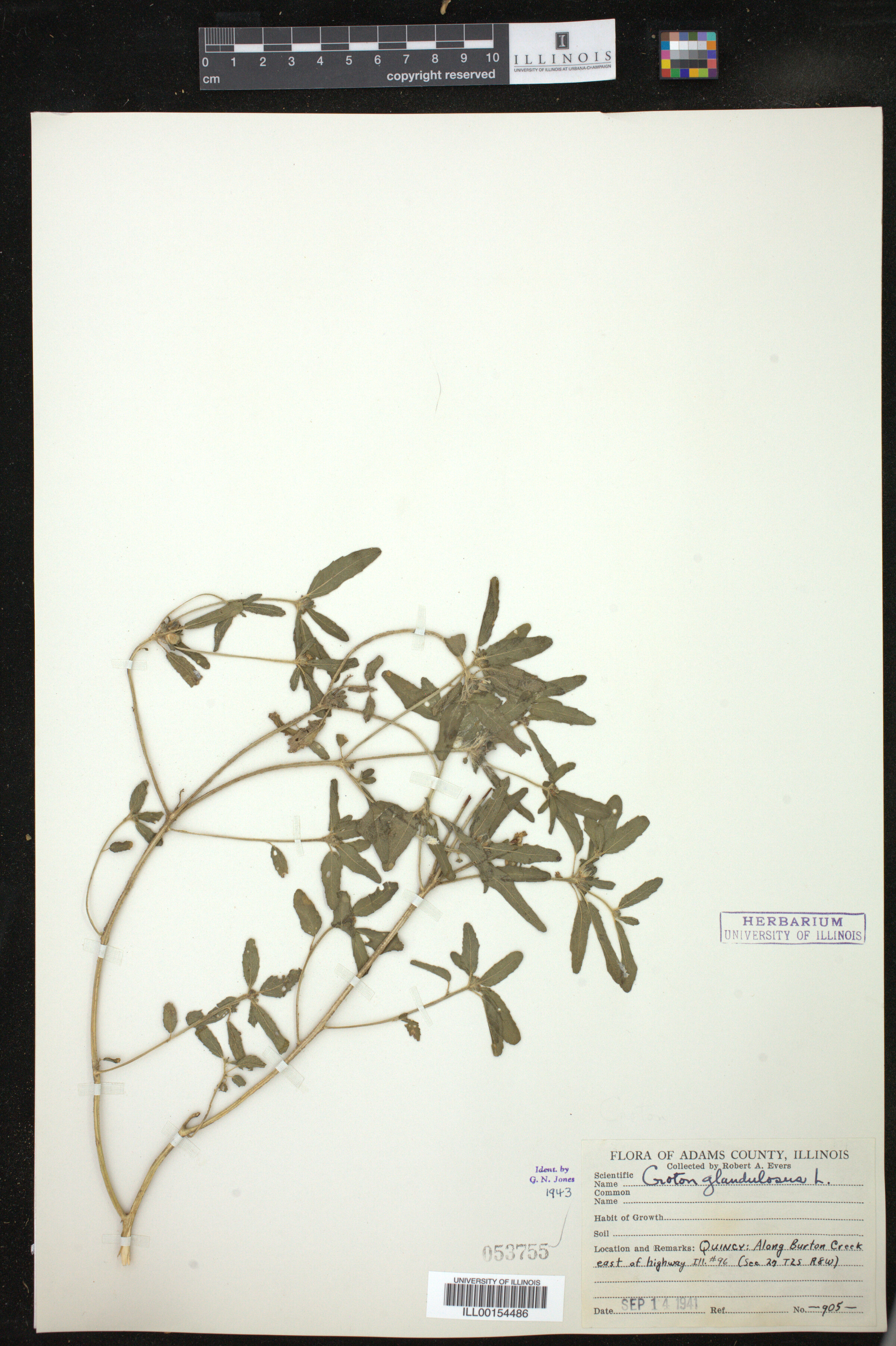 Croton glandulosus image