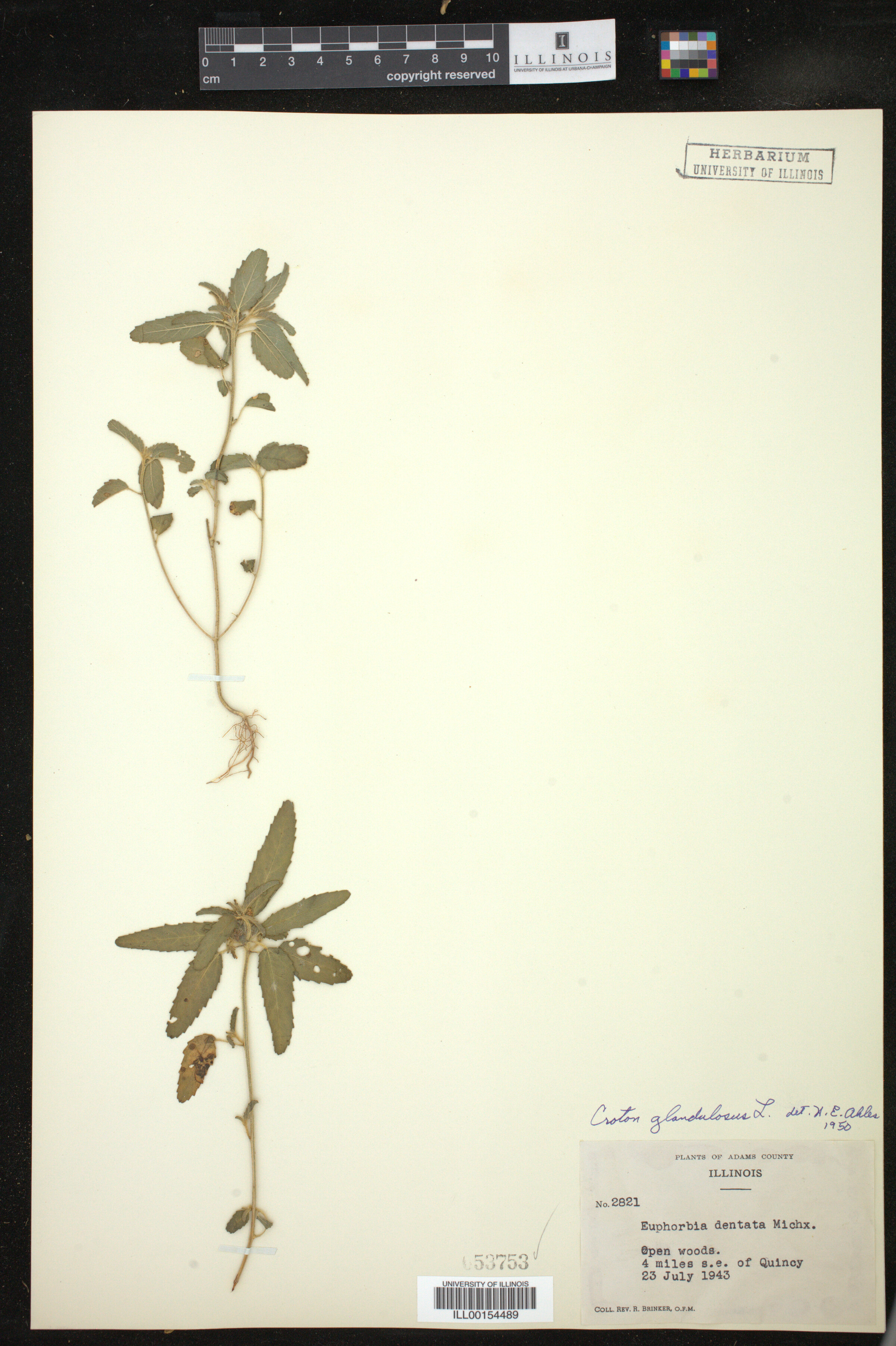 Croton glandulosus image