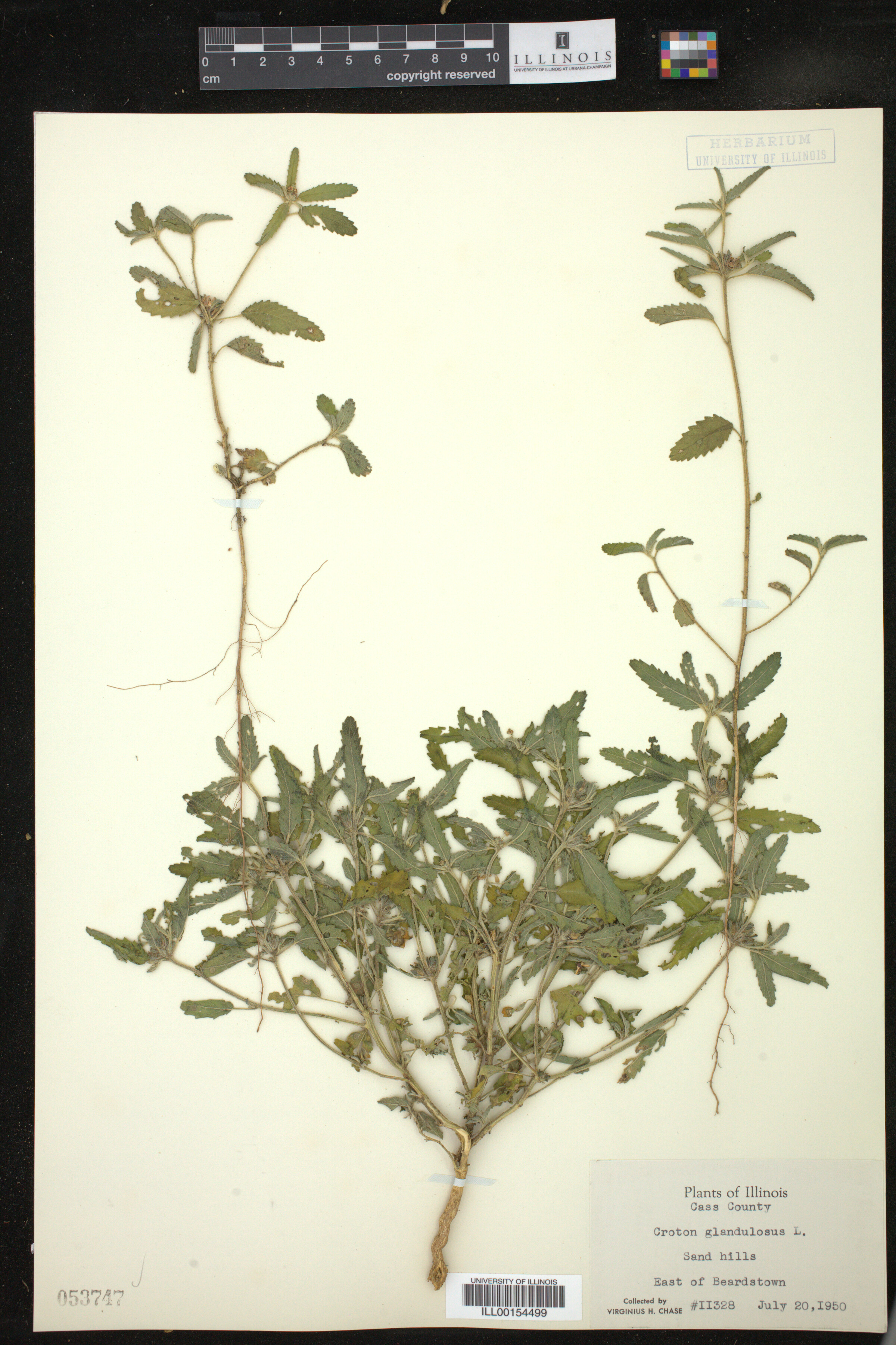 Croton glandulosus image