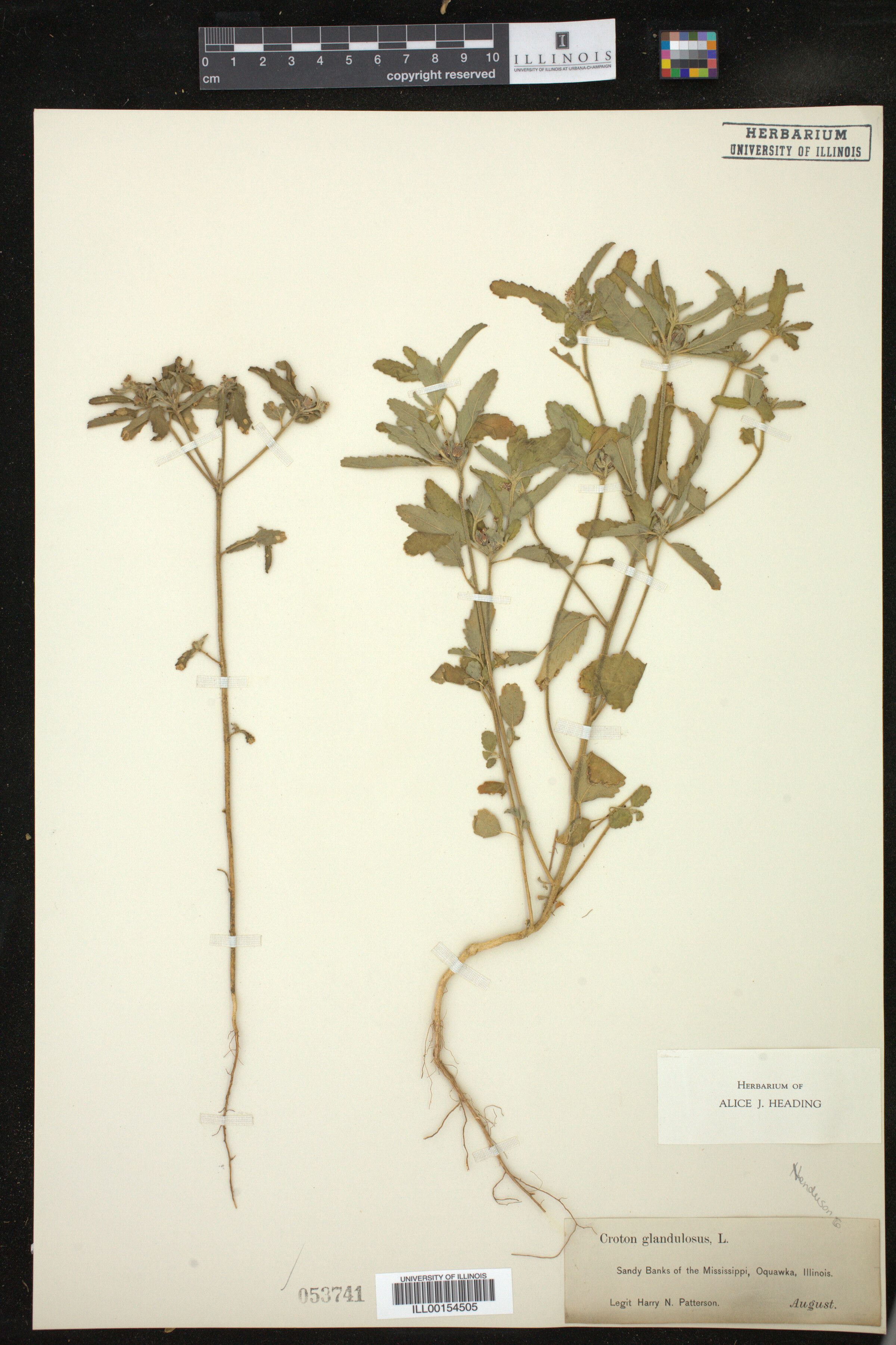 Croton glandulosus image