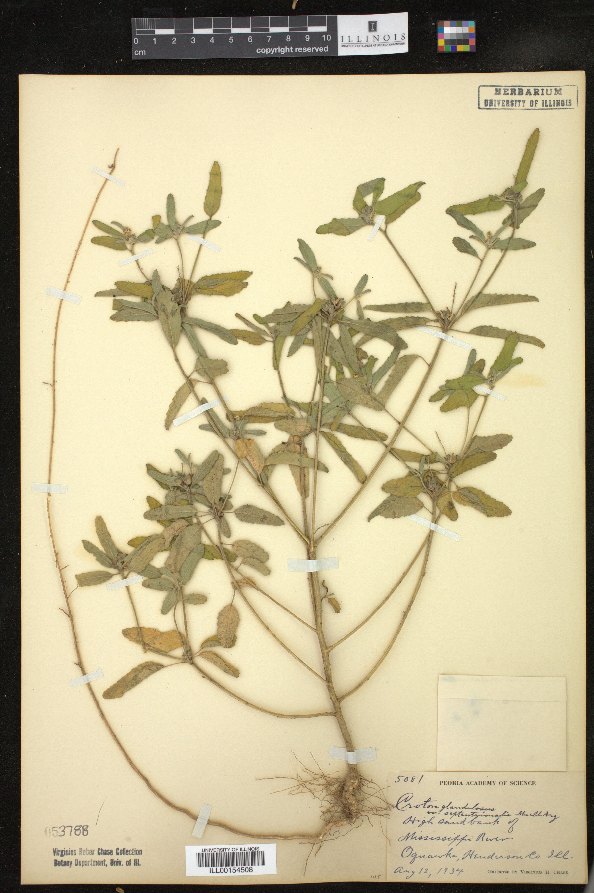 Croton glandulosus image