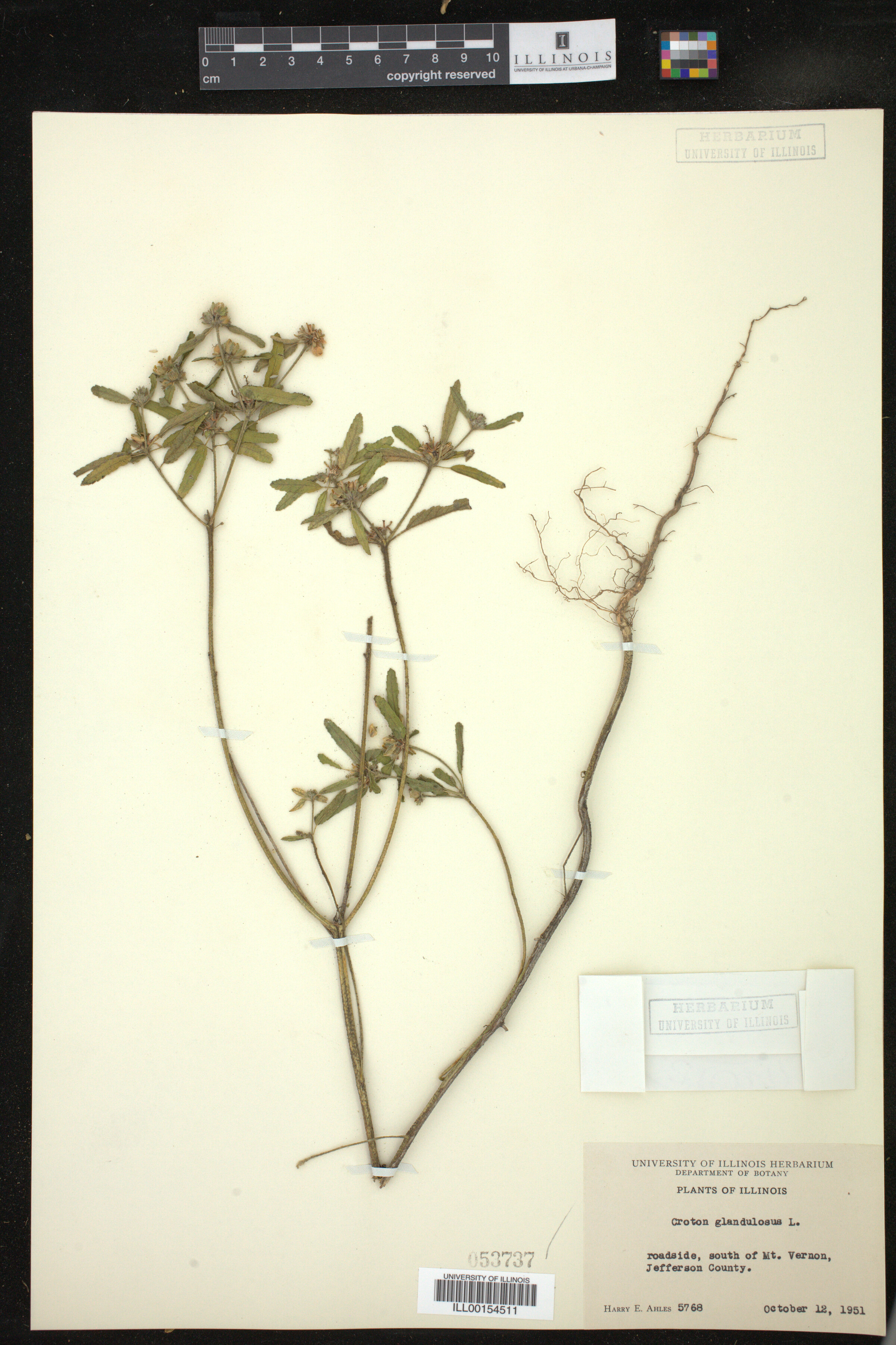 Croton glandulosus image