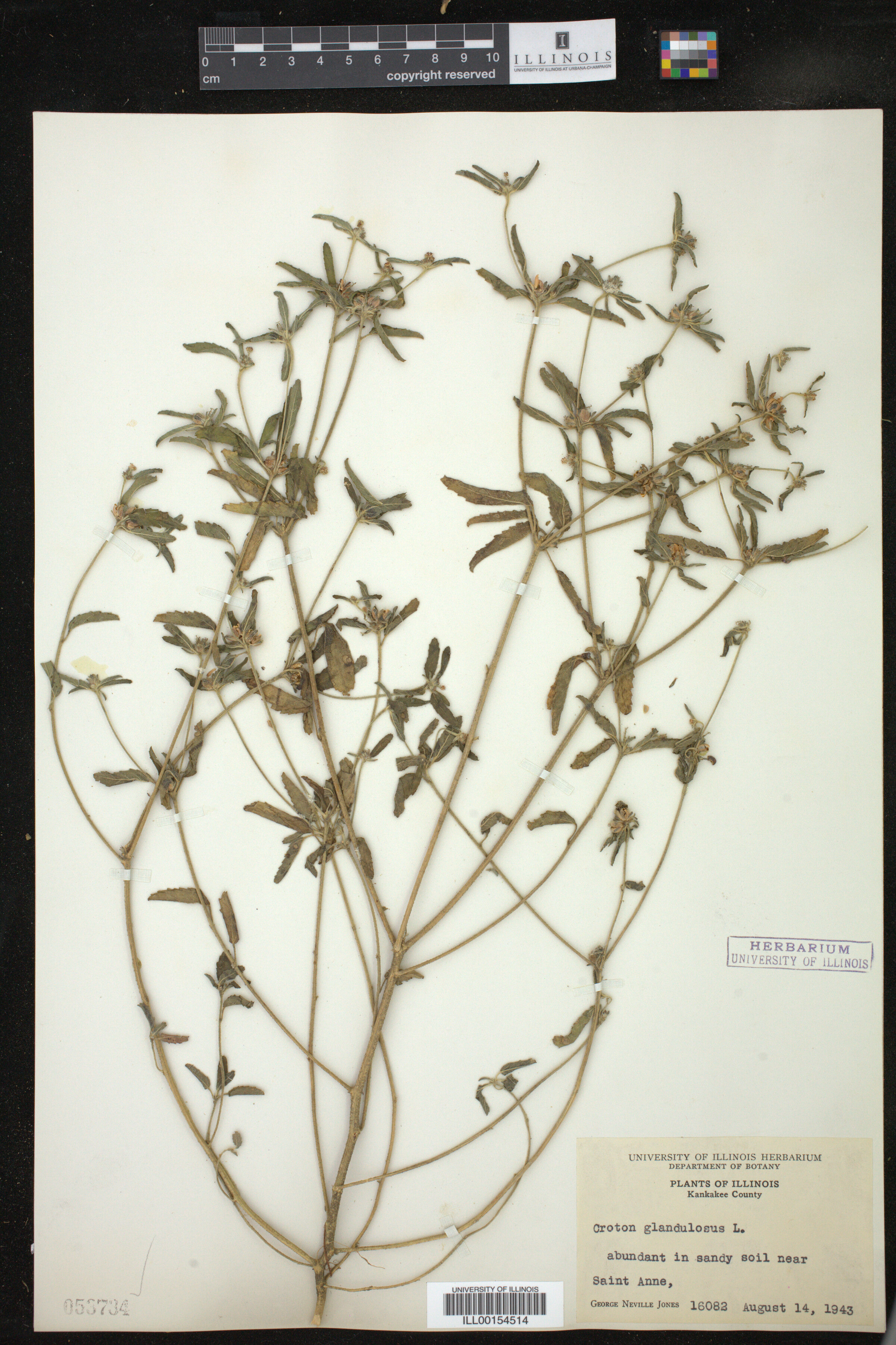 Croton glandulosus image