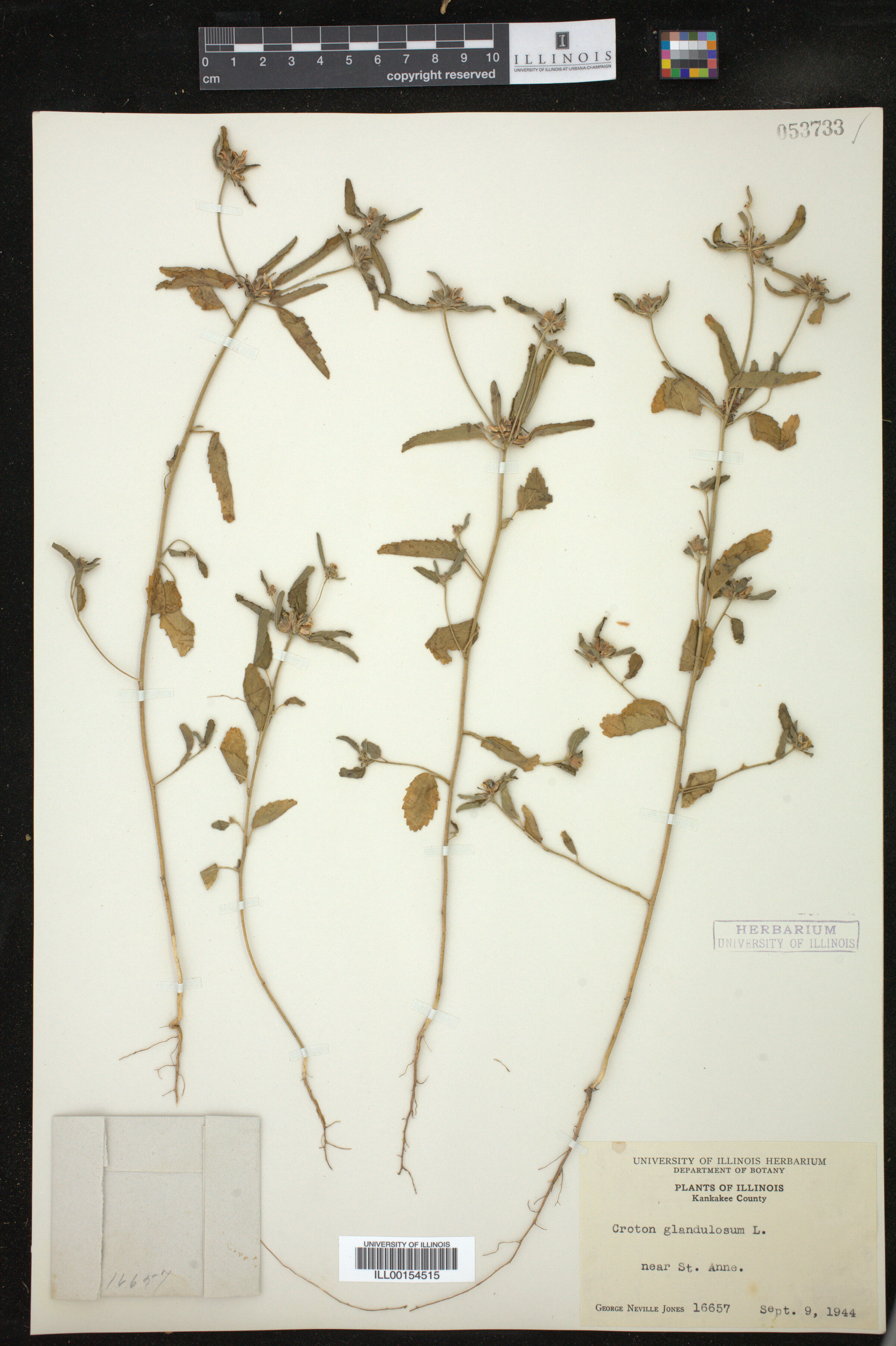 Croton glandulosus image