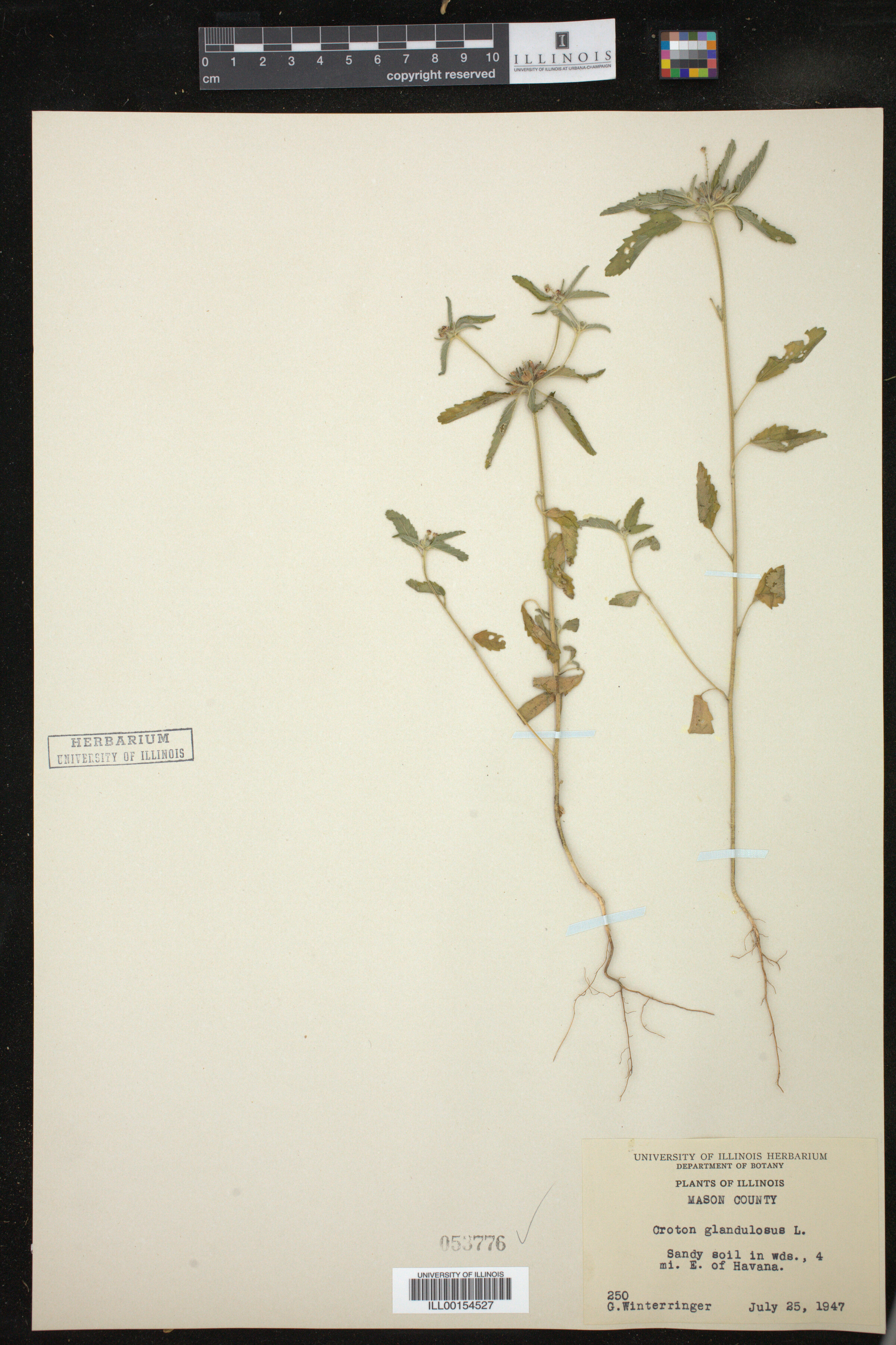Croton glandulosus image