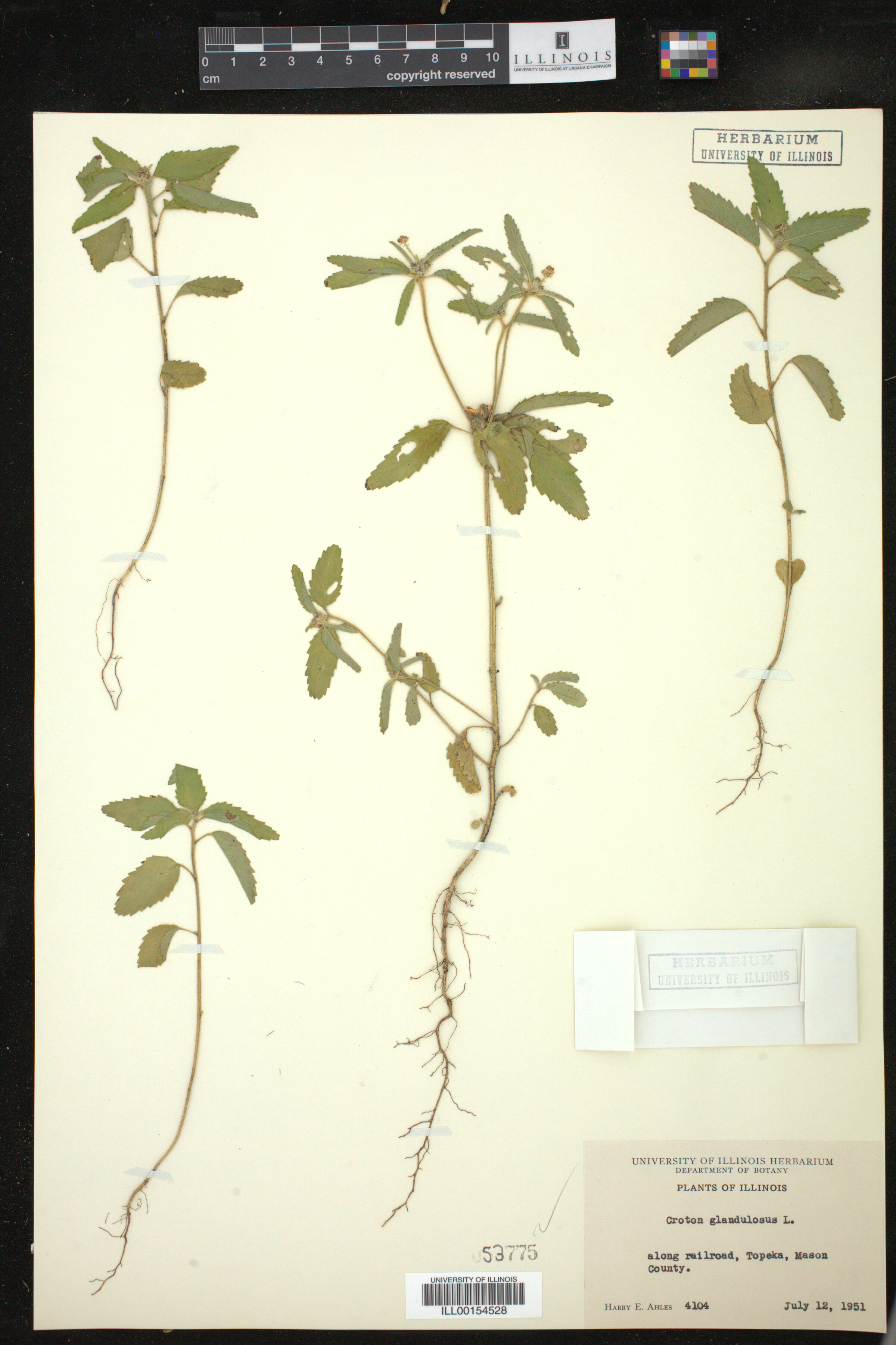 Croton glandulosus image