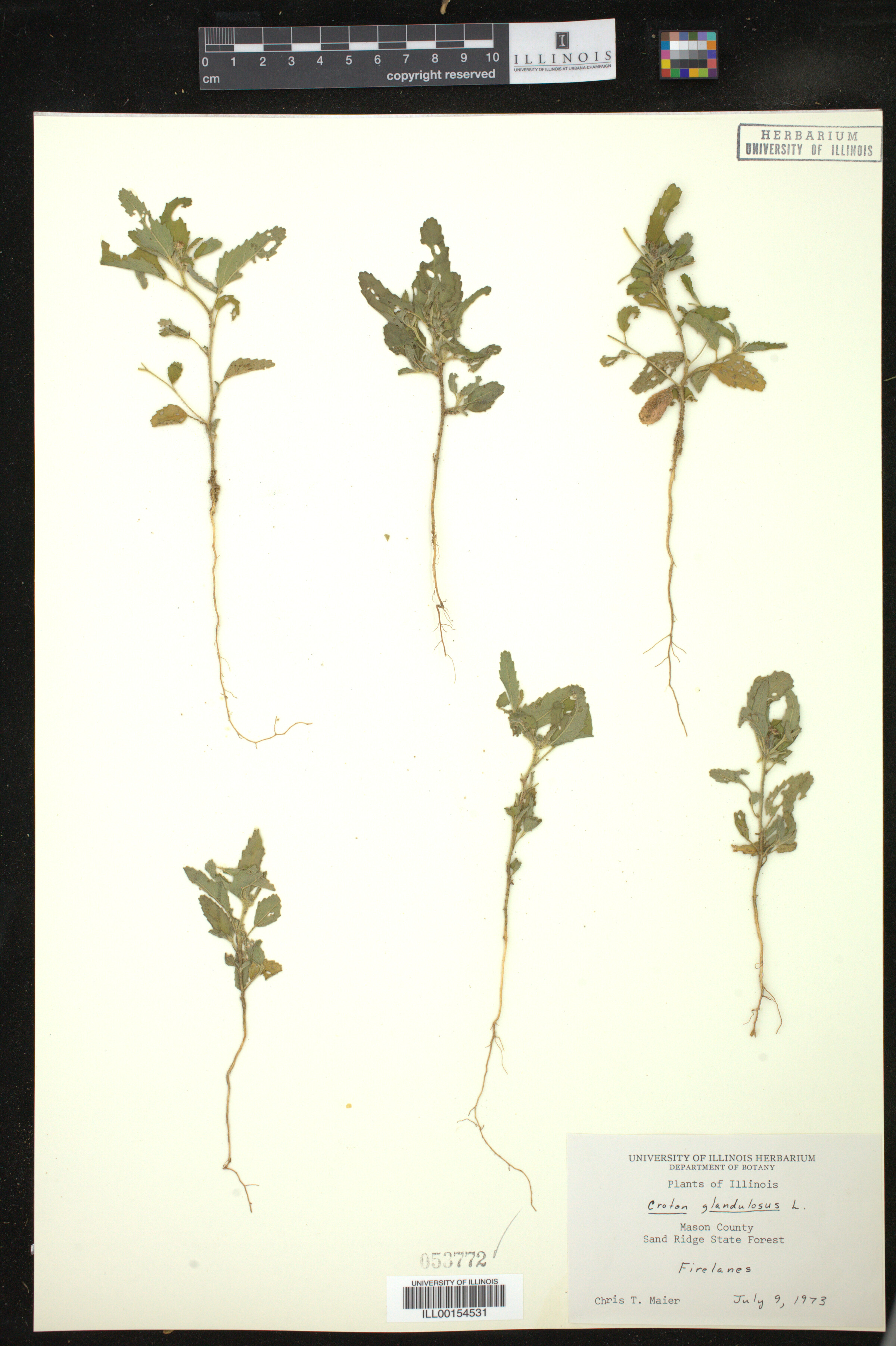 Croton glandulosus image