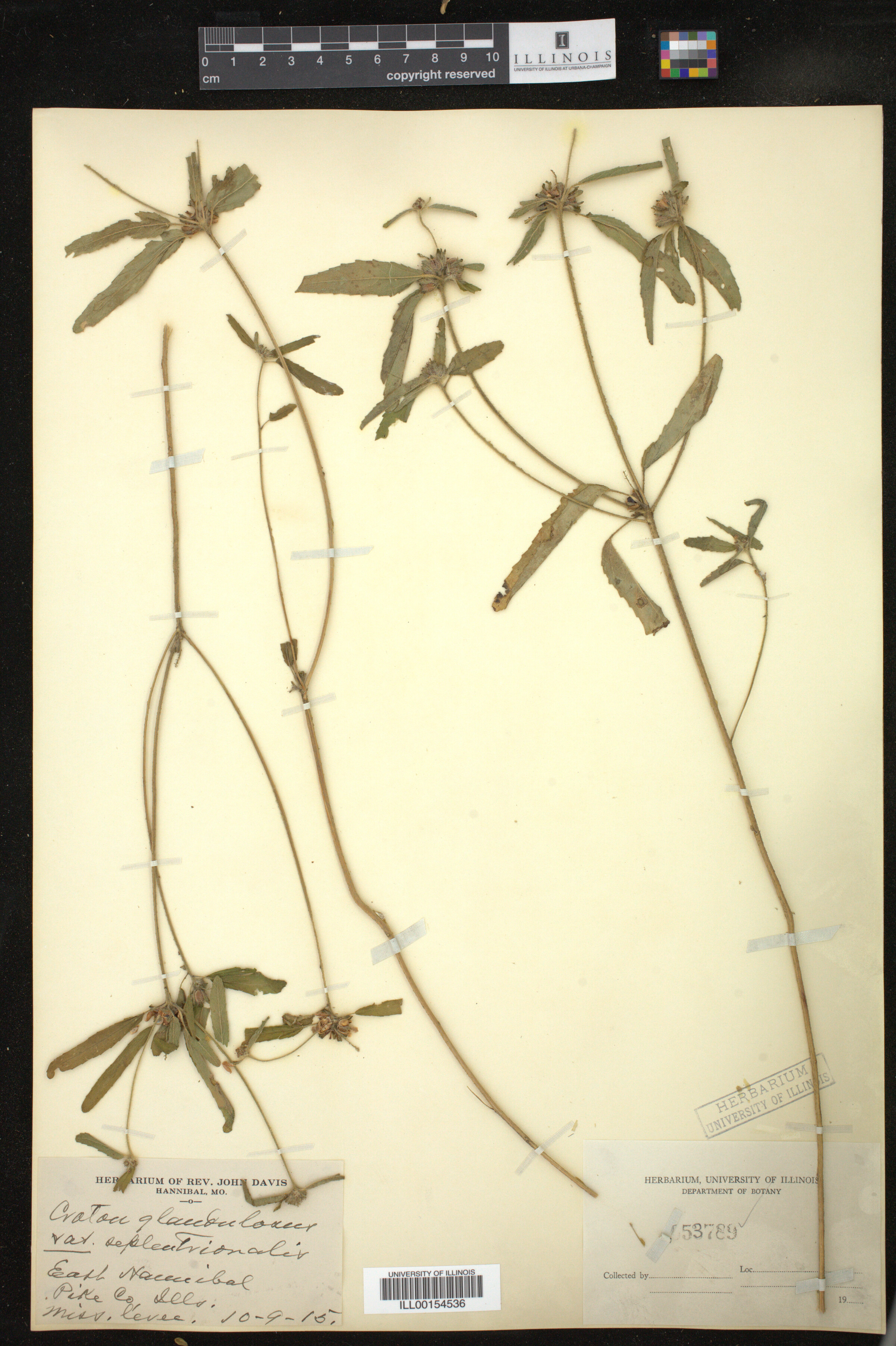 Croton glandulosus image