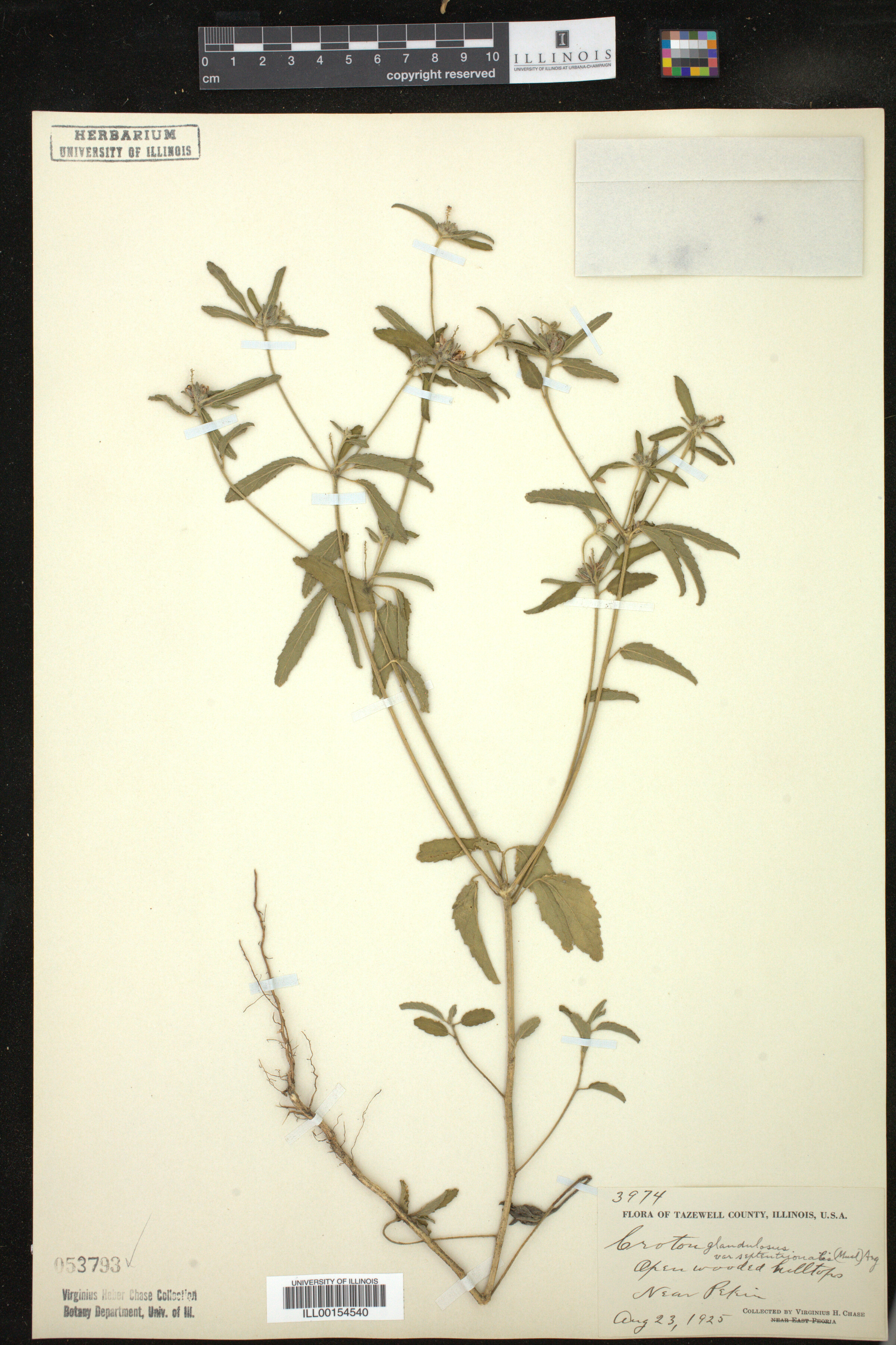 Croton glandulosus image