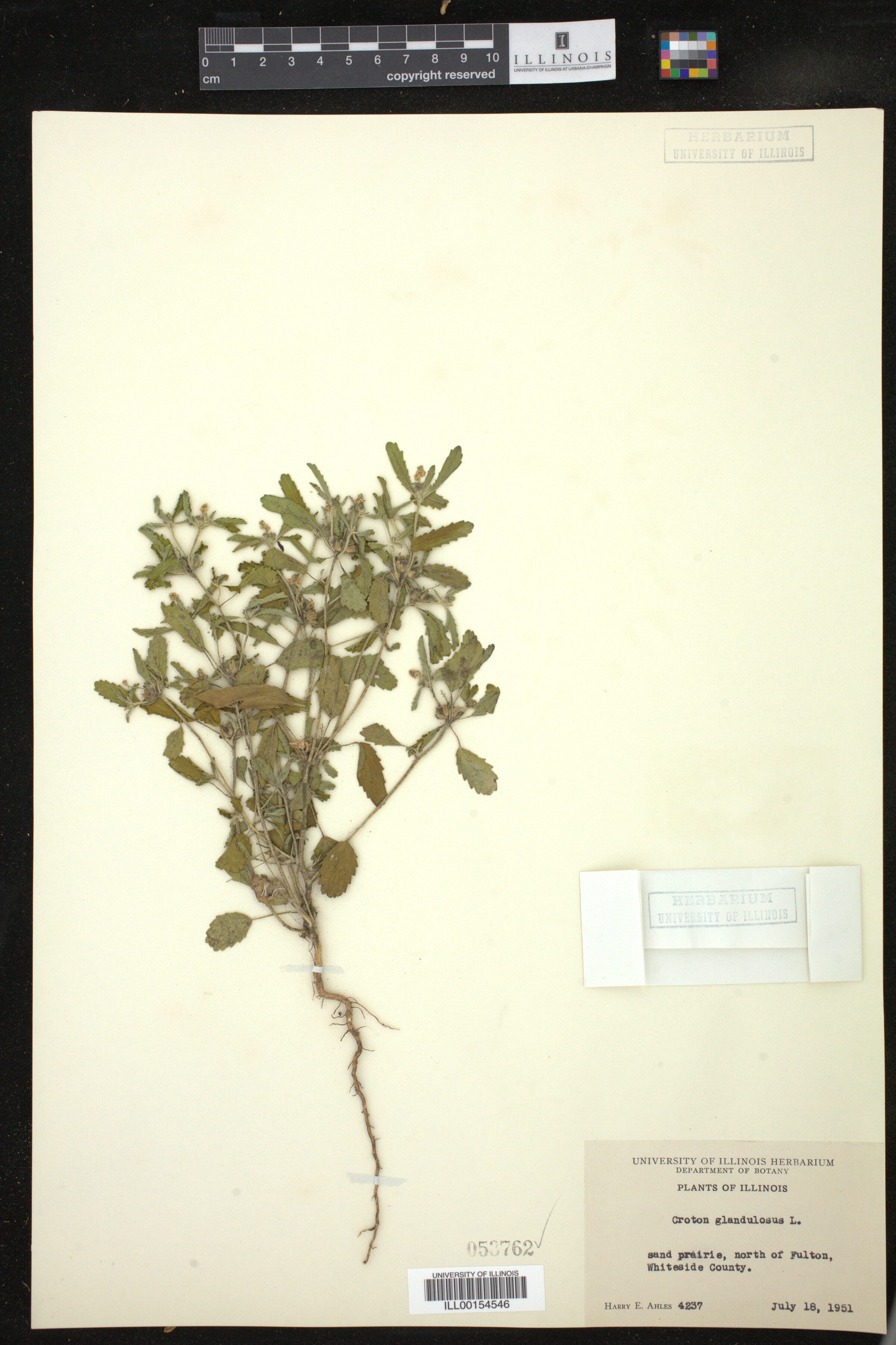 Croton glandulosus image