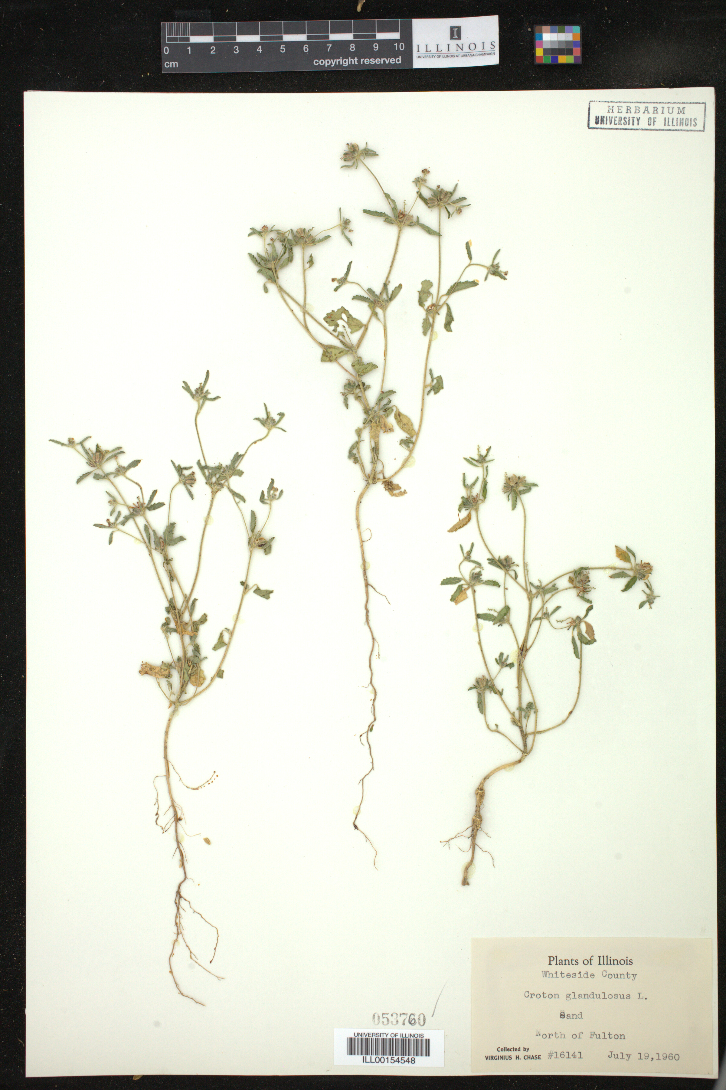 Croton glandulosus image