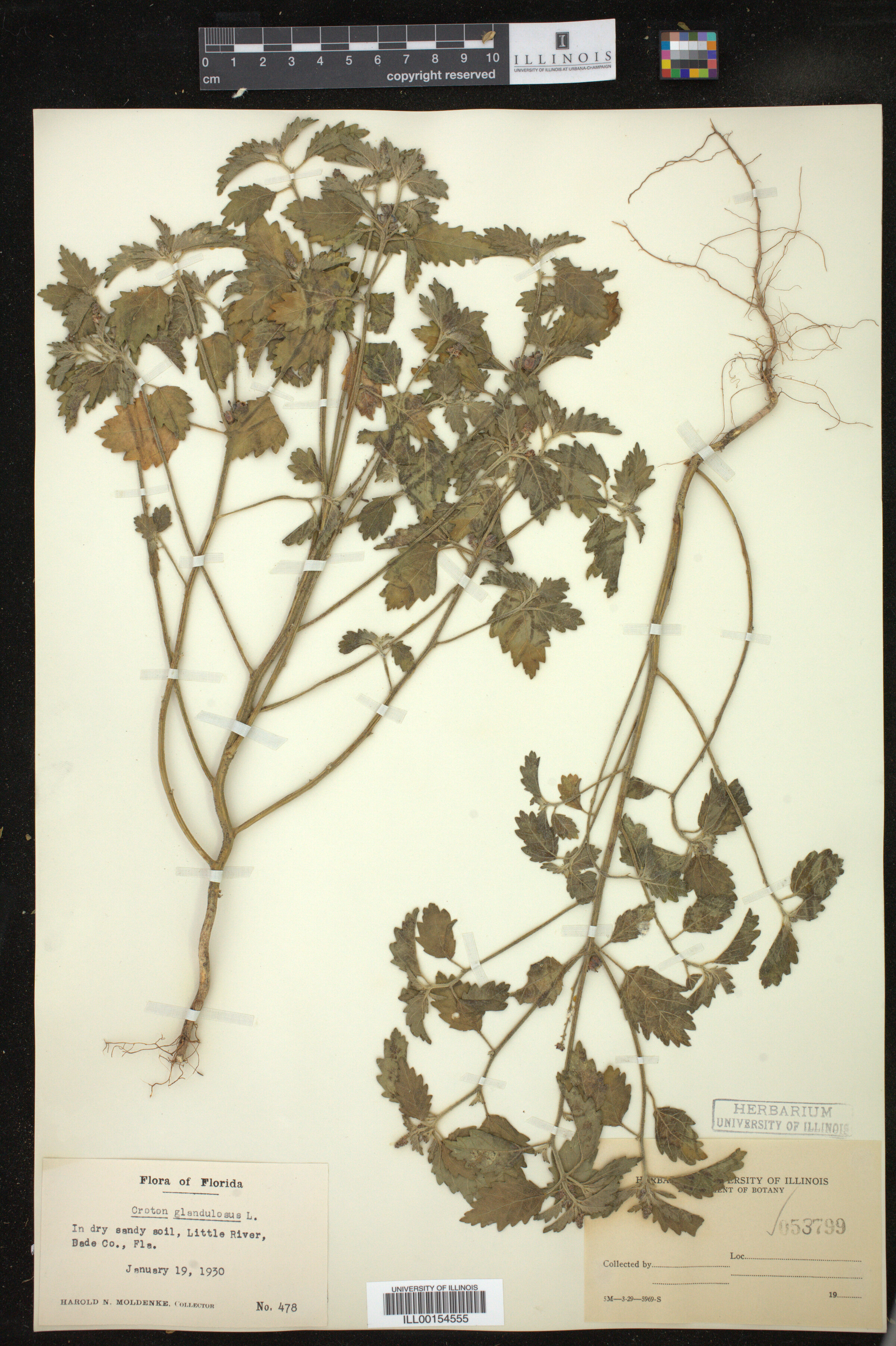 Croton glandulosus image