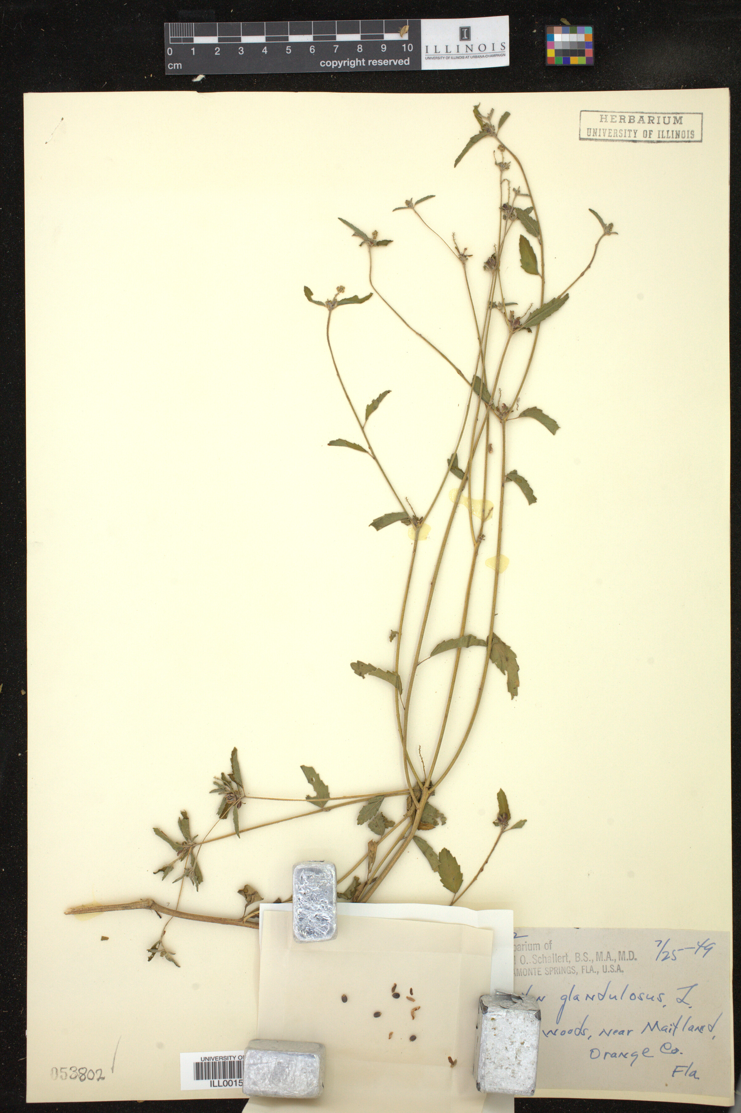 Croton glandulosus image