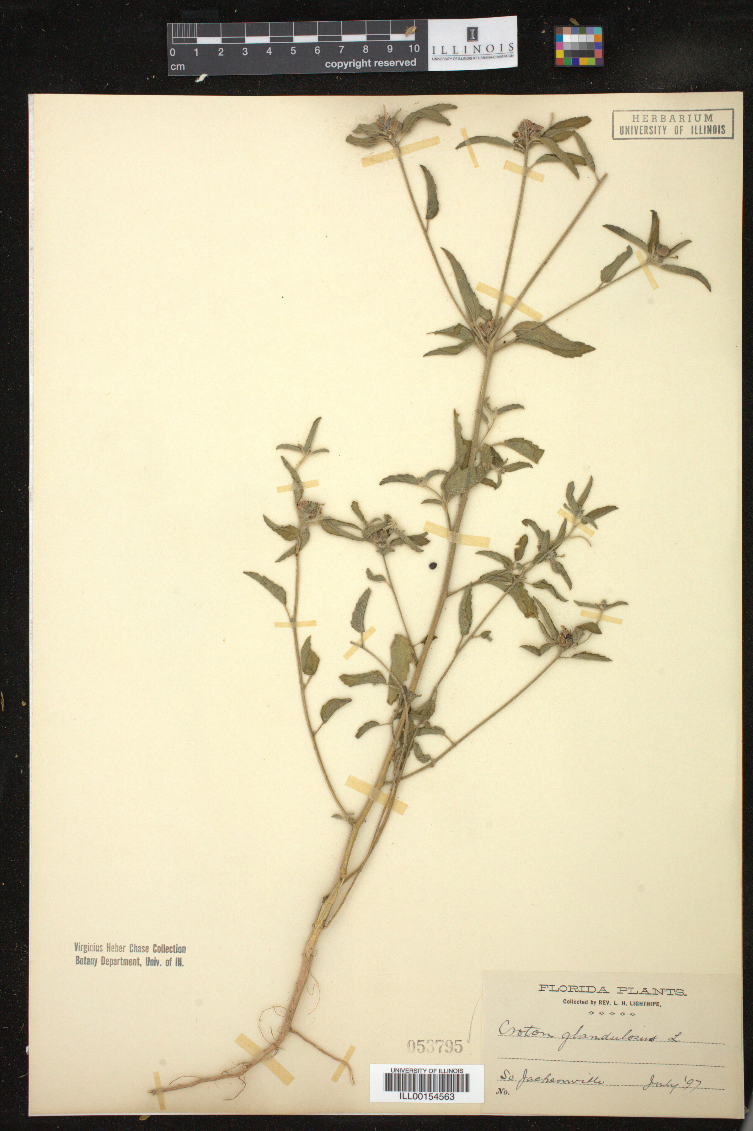 Croton glandulosus image