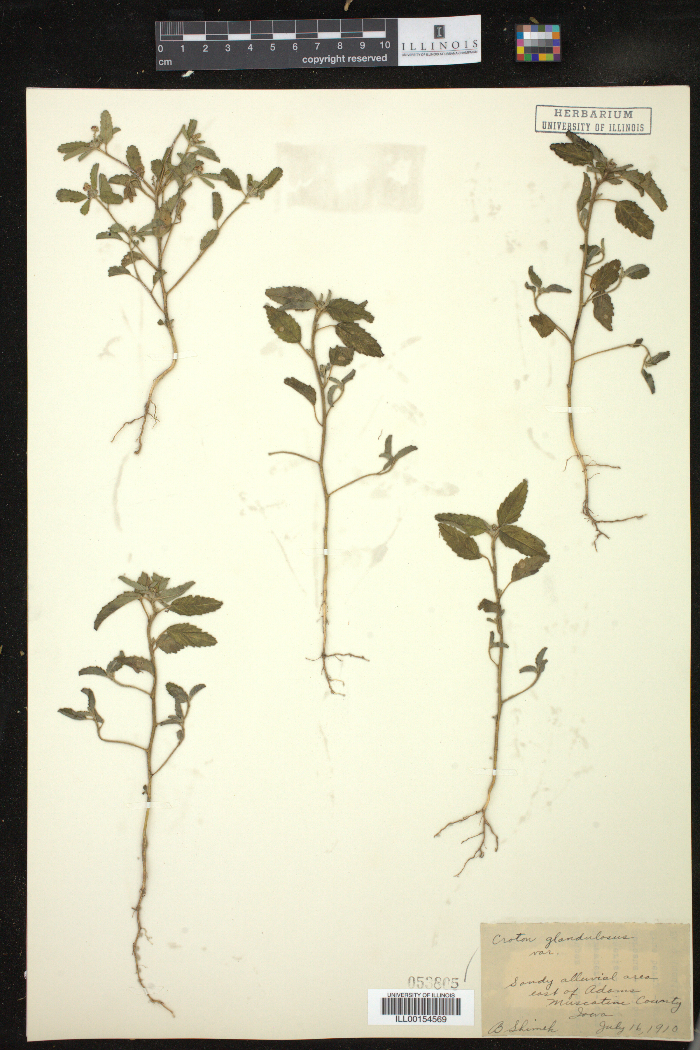 Croton glandulosus image