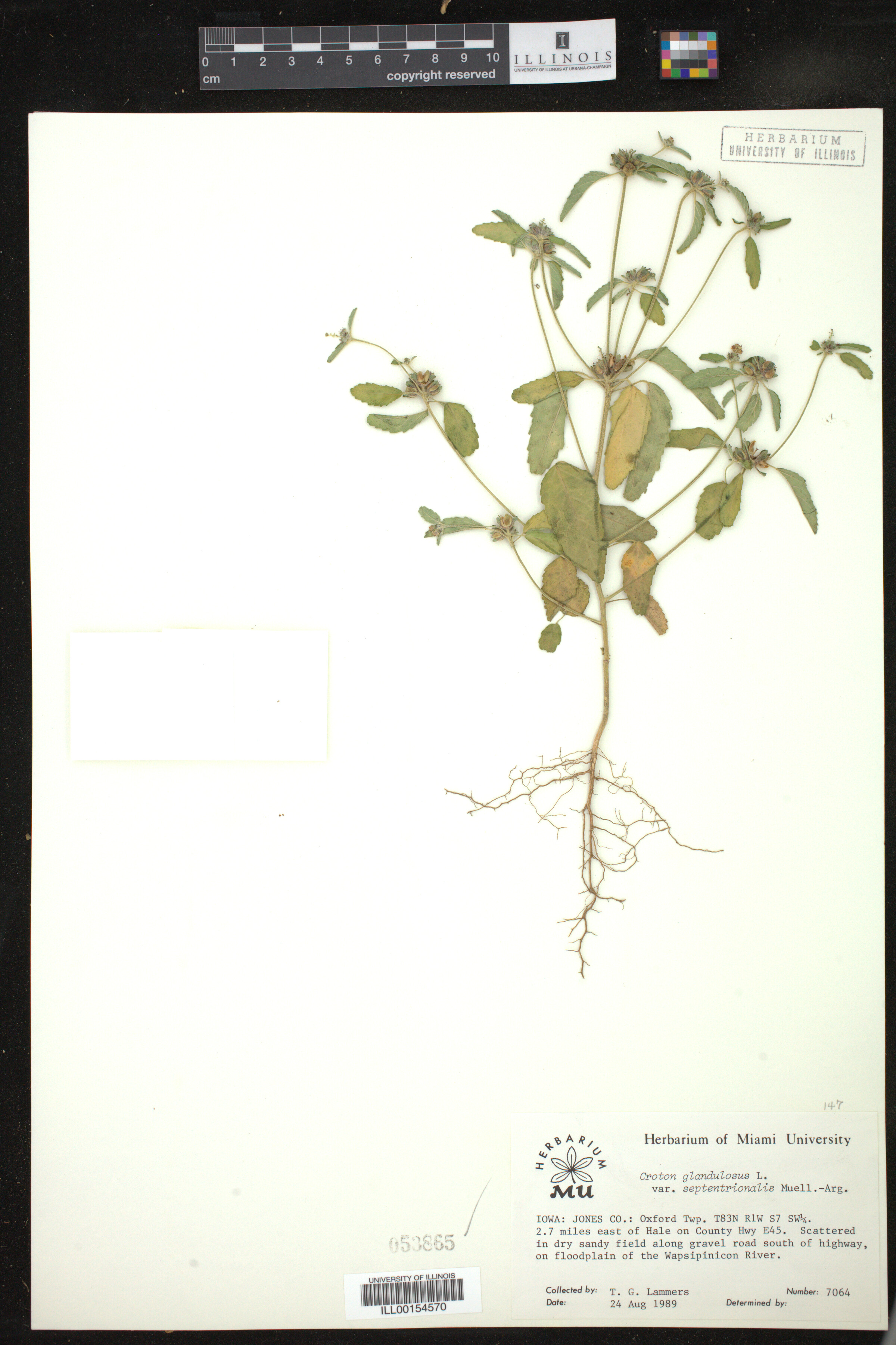 Croton glandulosus image