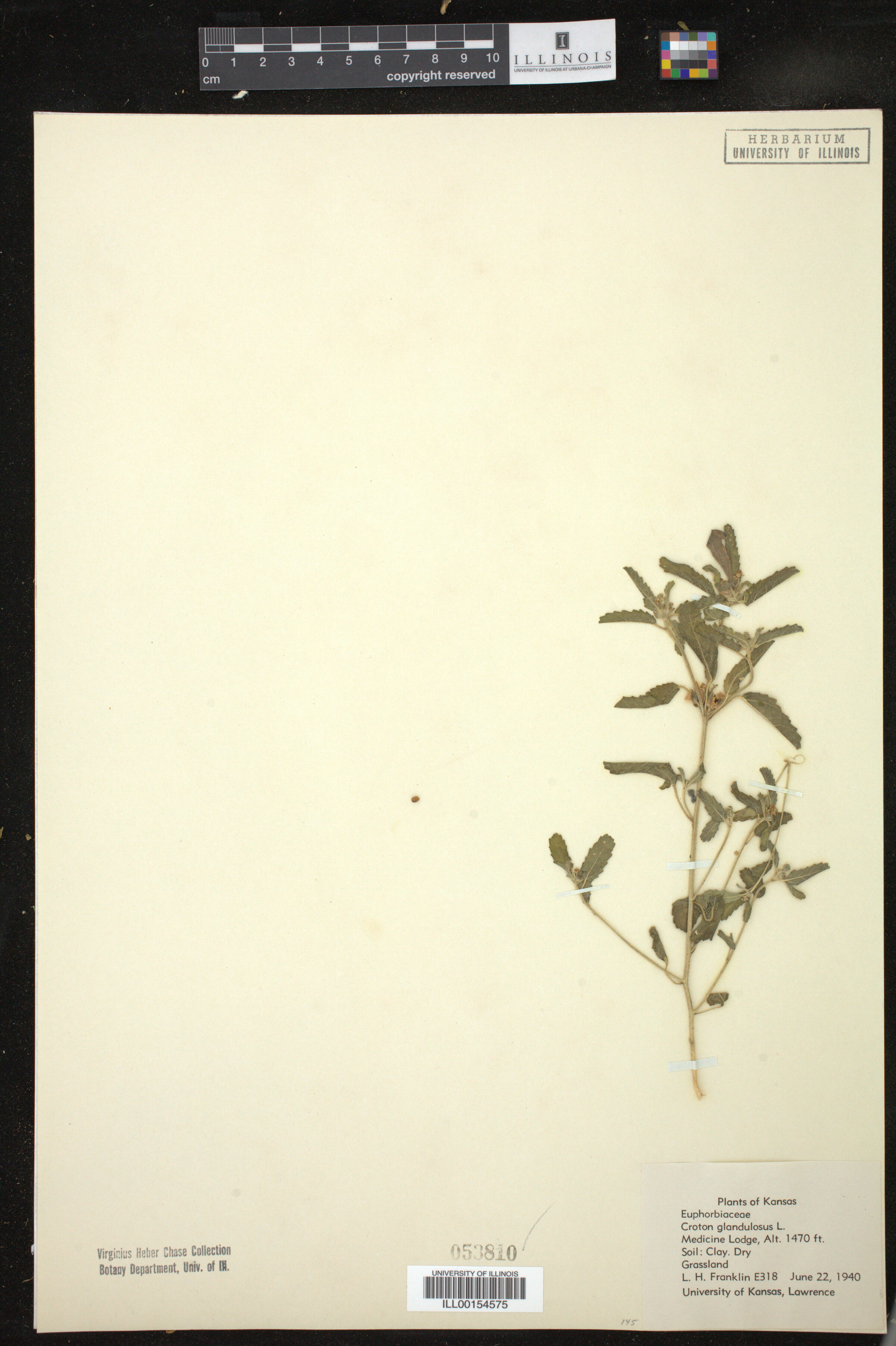Croton glandulosus image