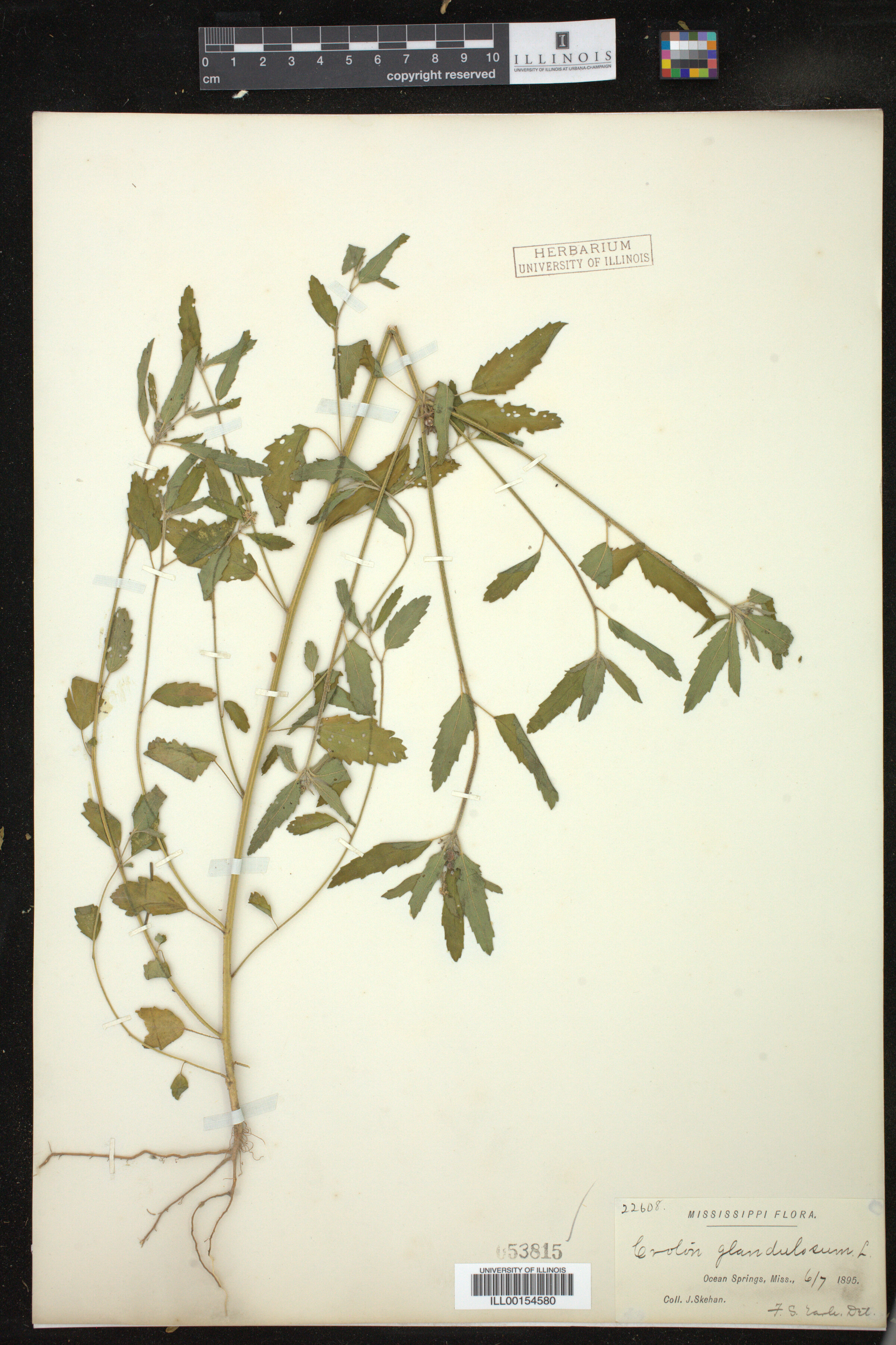 Croton glandulosus image