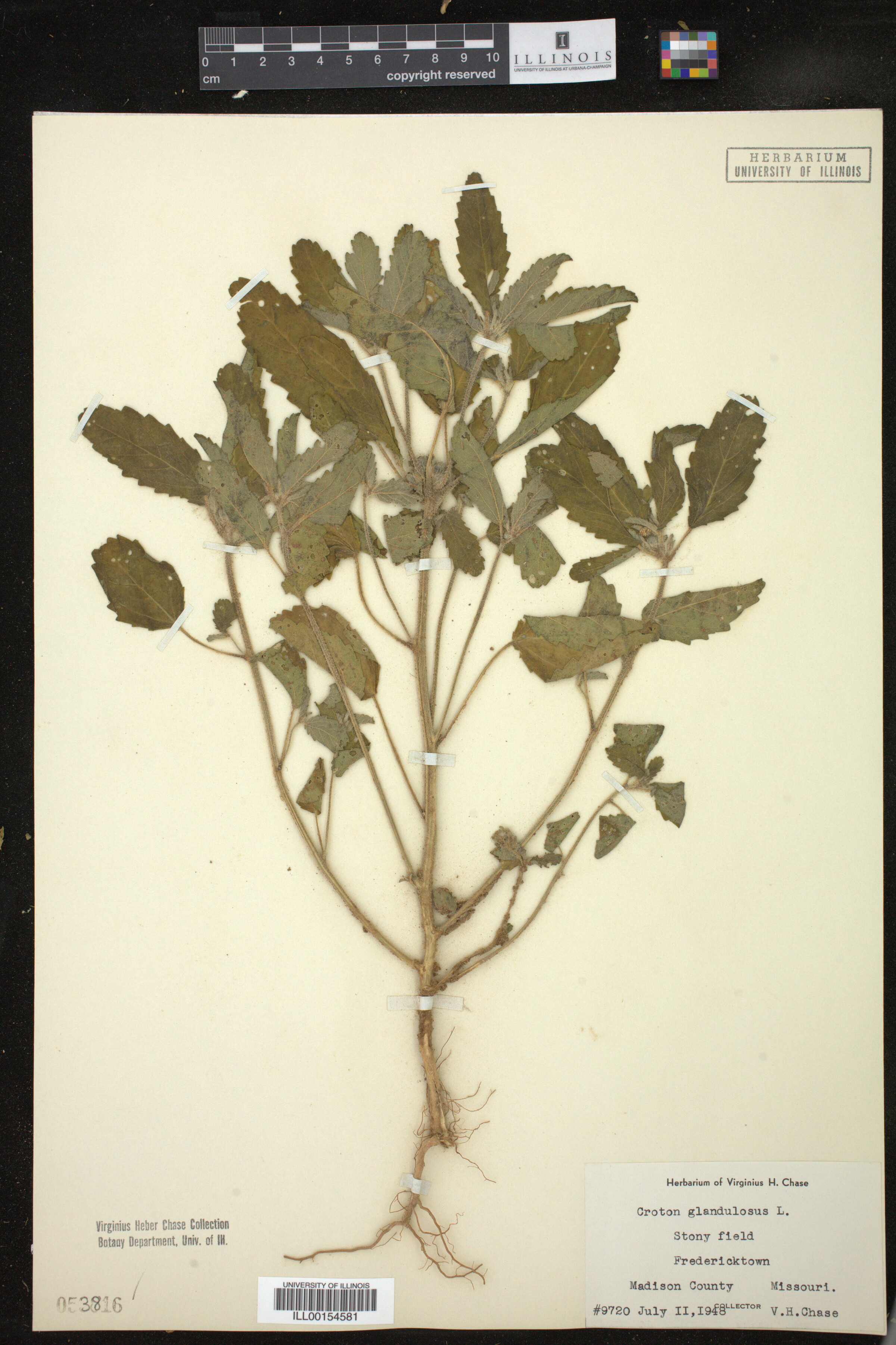 Croton glandulosus image