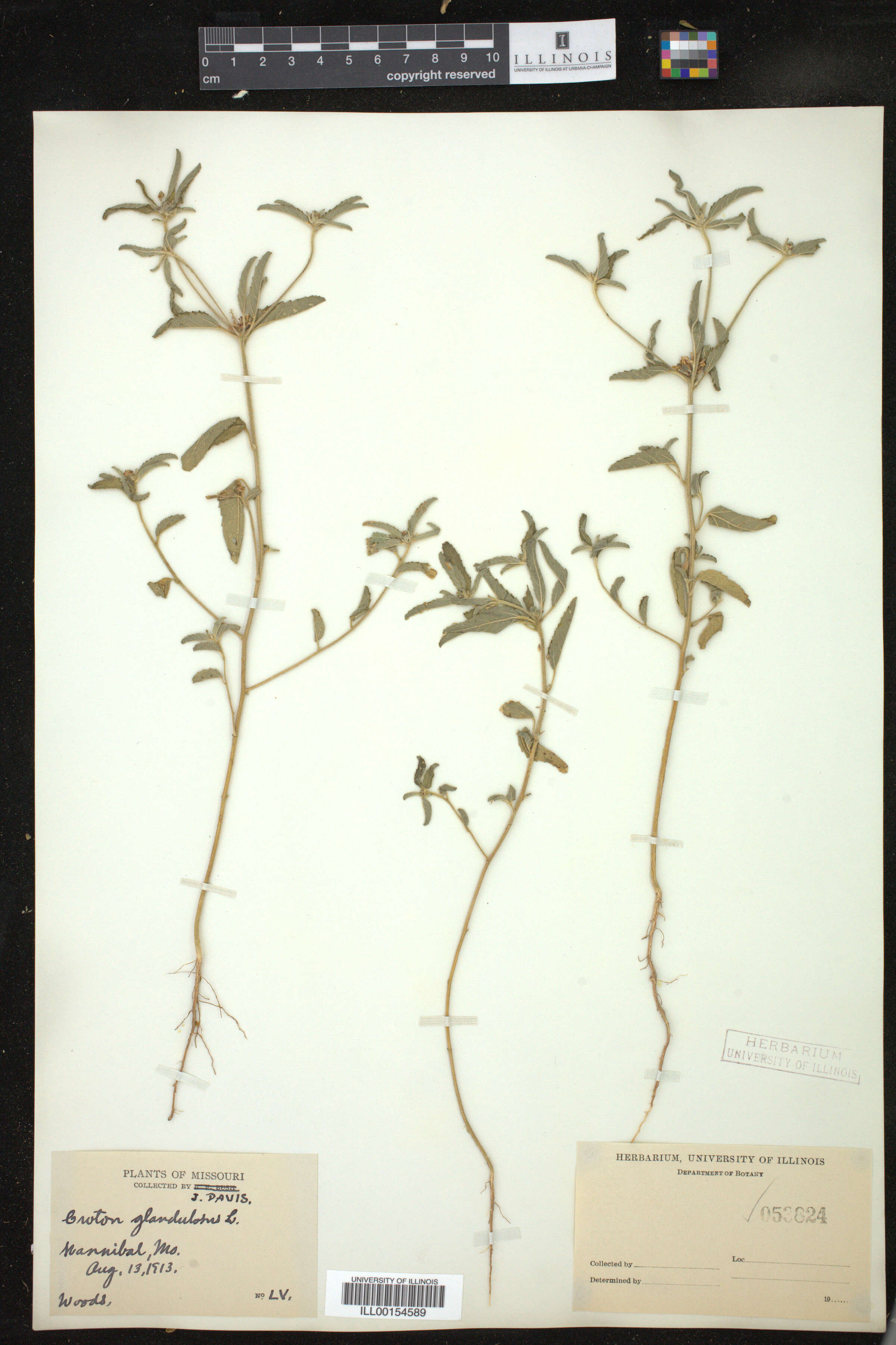 Croton image