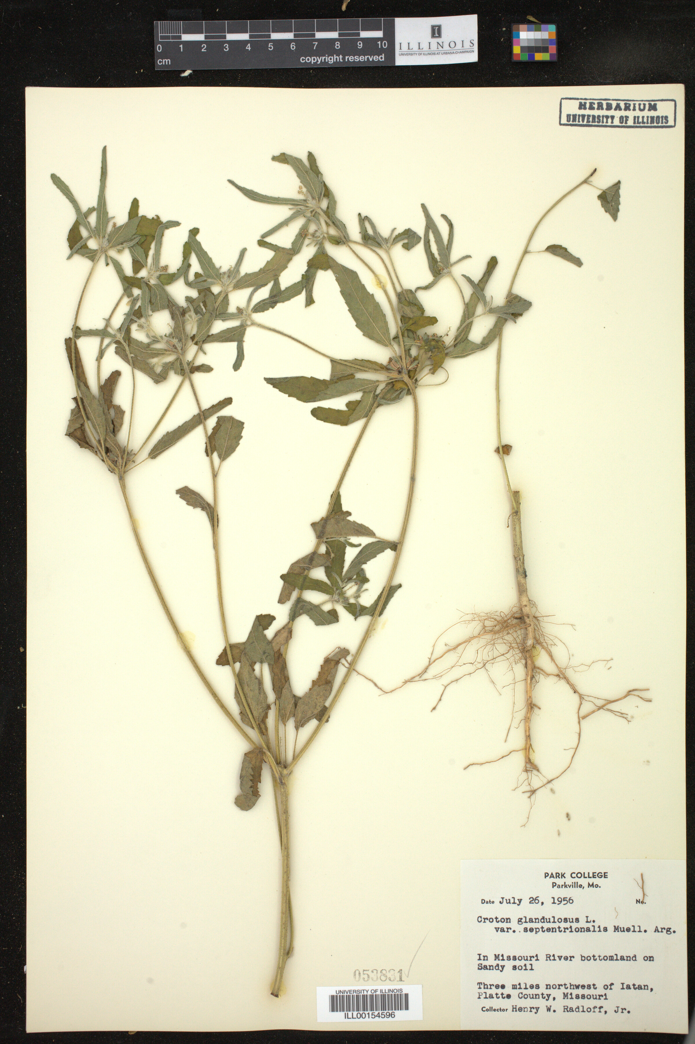 Croton glandulosus image