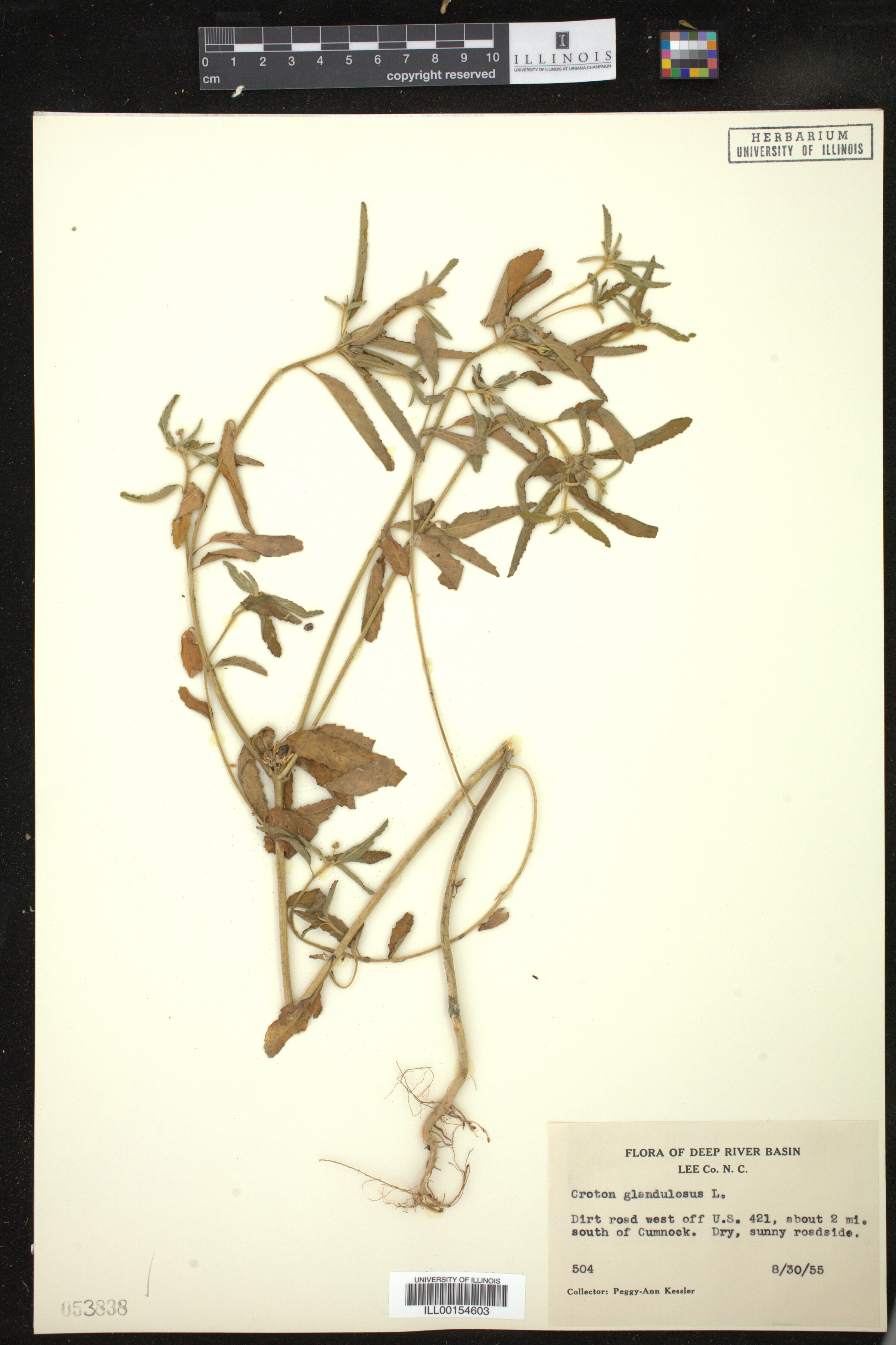 Croton glandulosus image