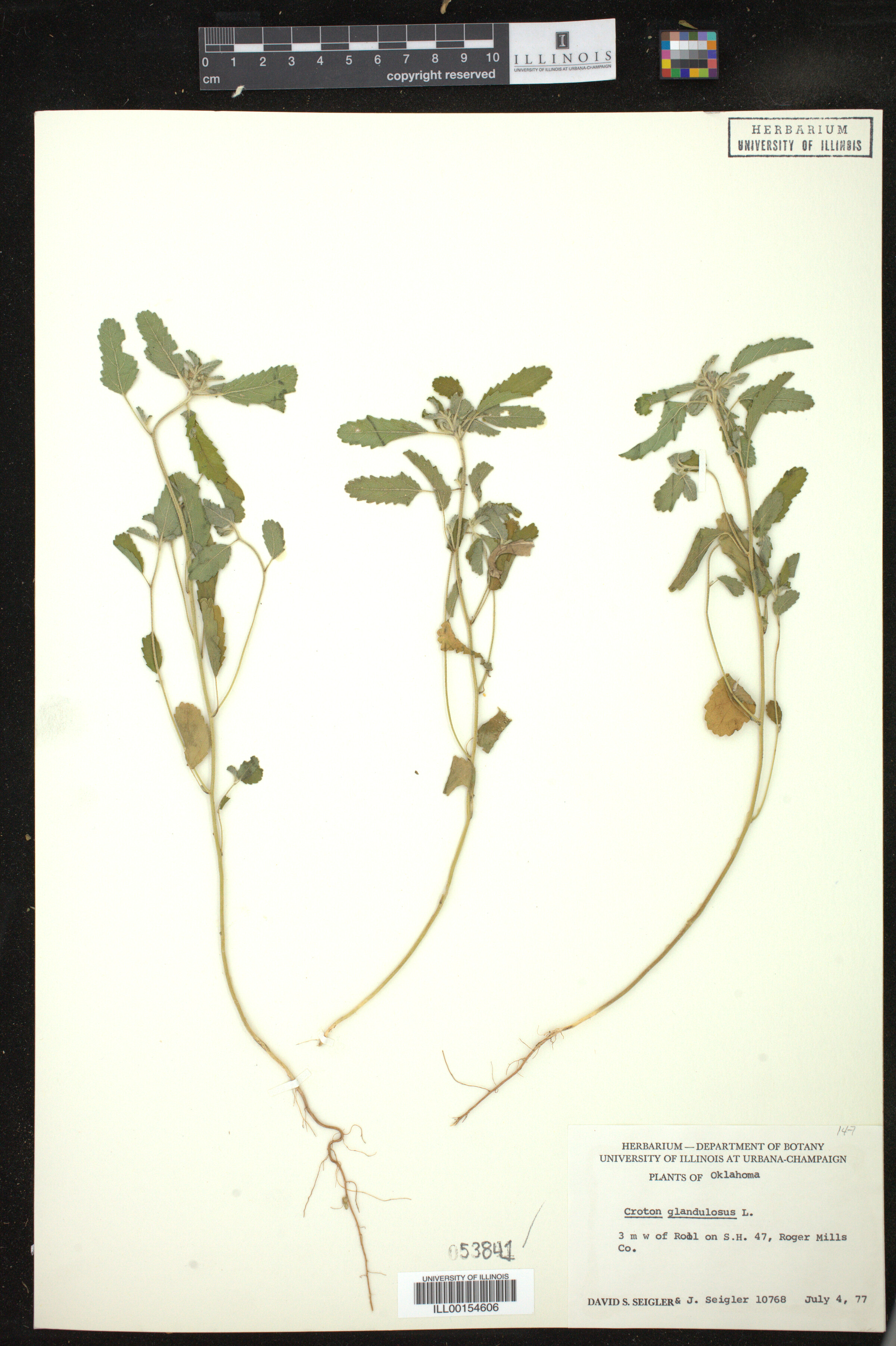 Croton glandulosus image