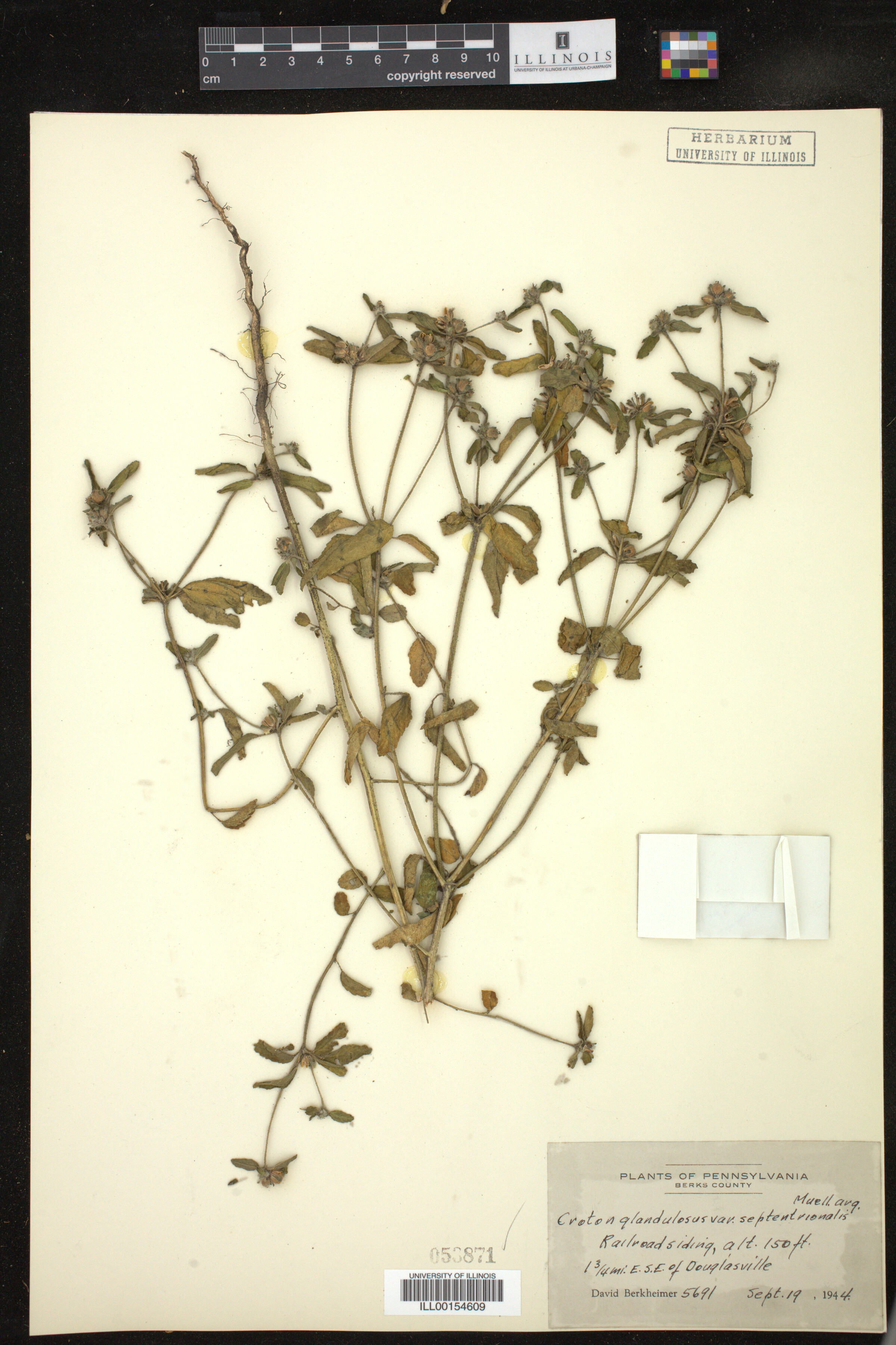 Croton glandulosus image