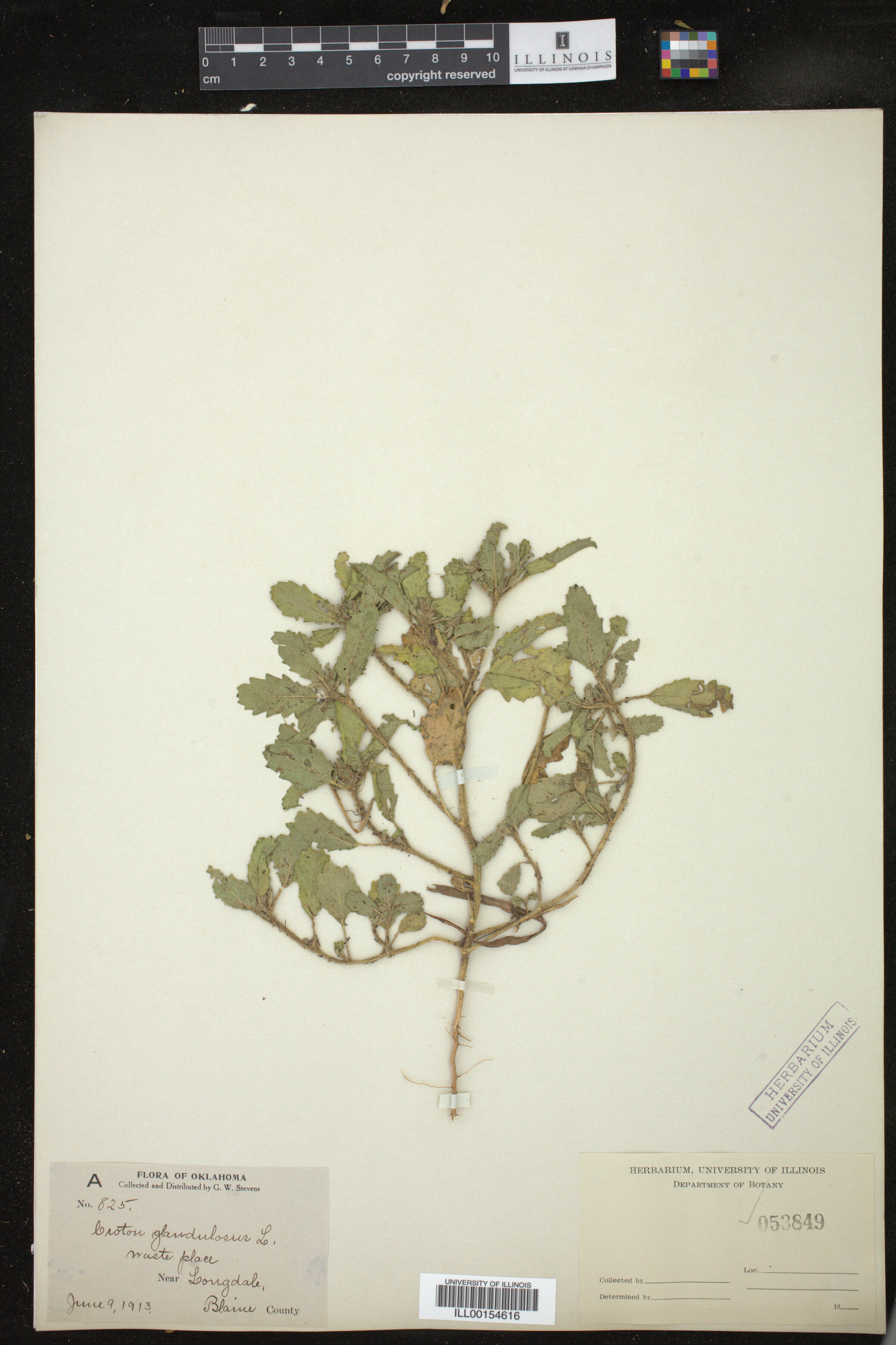 Croton glandulosus image