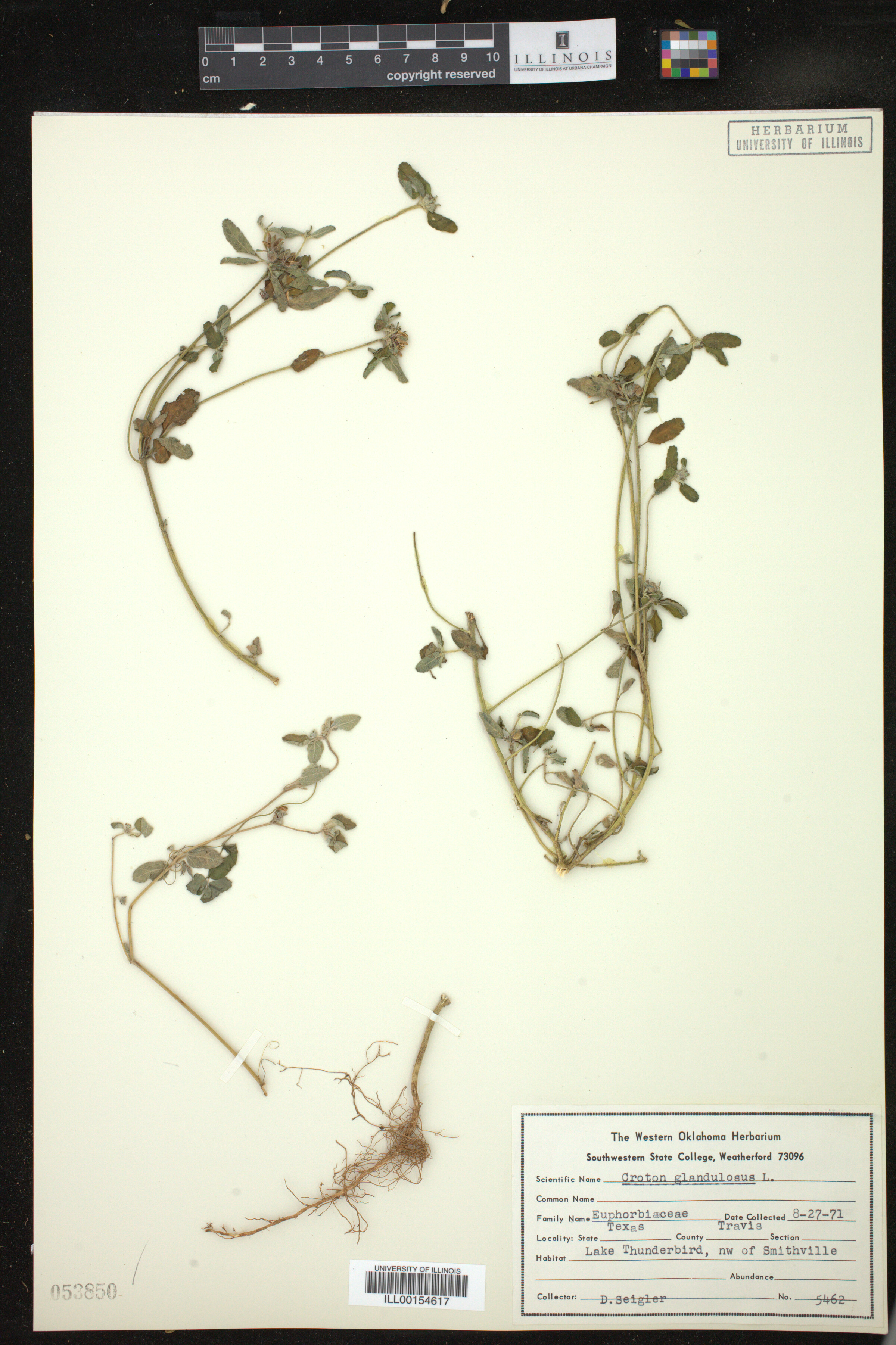 Croton glandulosus image