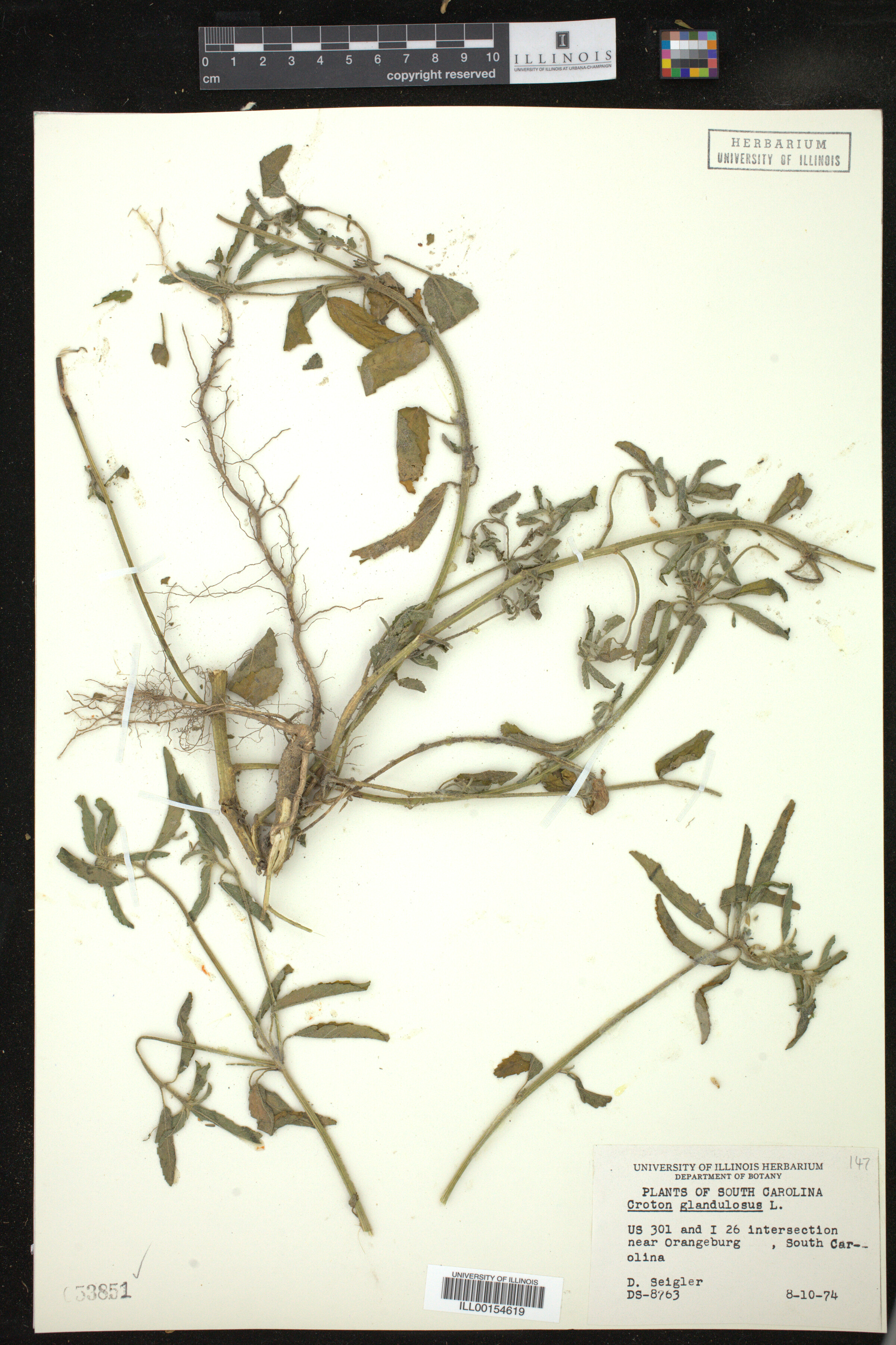 Croton glandulosus image