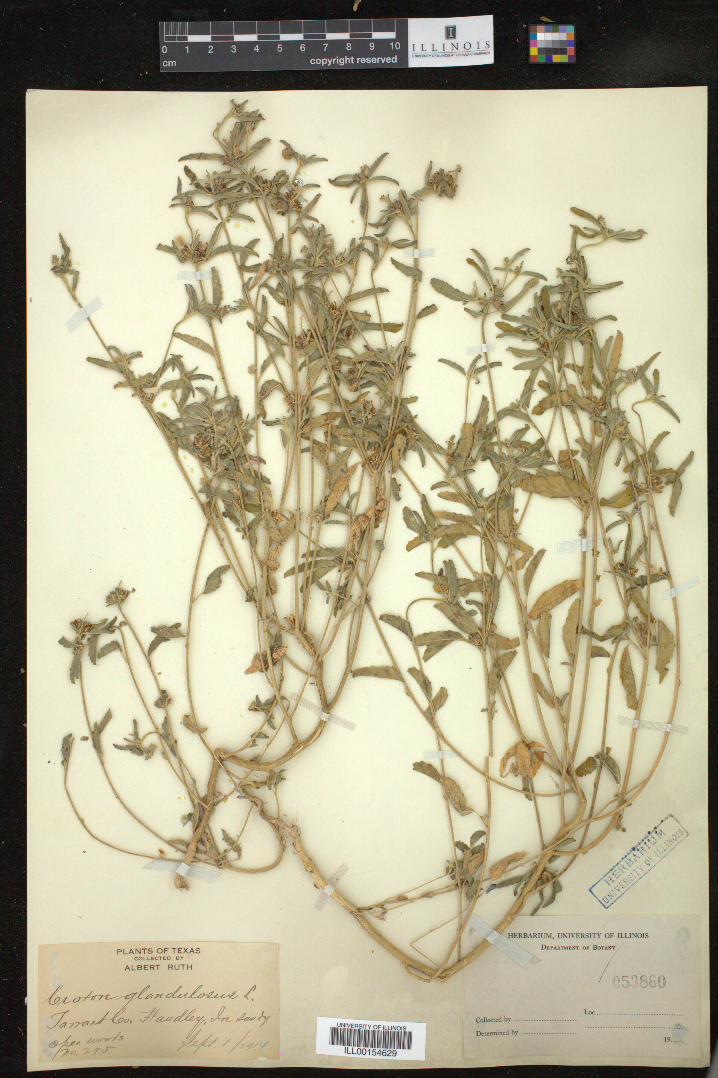 Croton glandulosus image