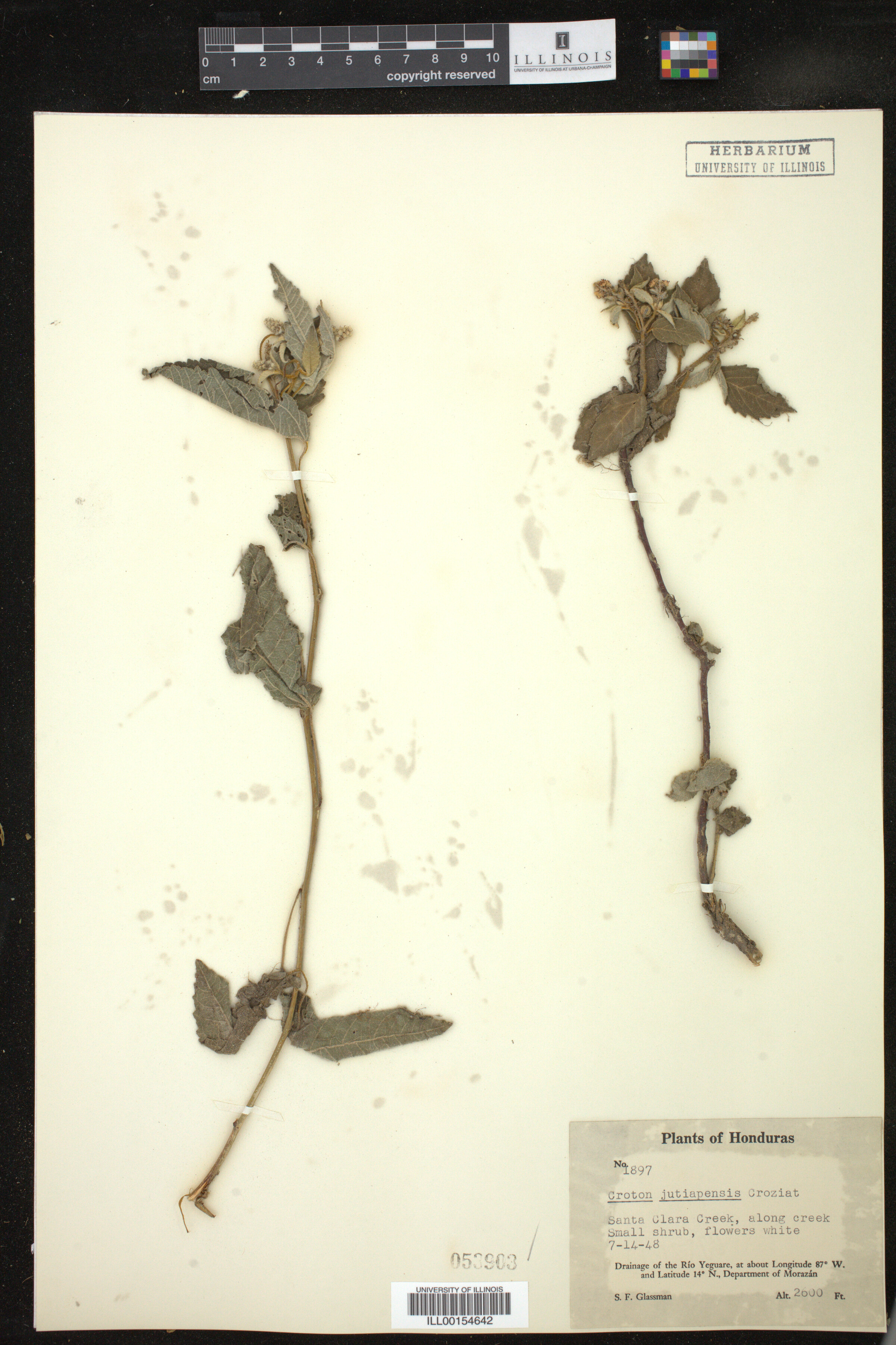 Croton jutiapensis image